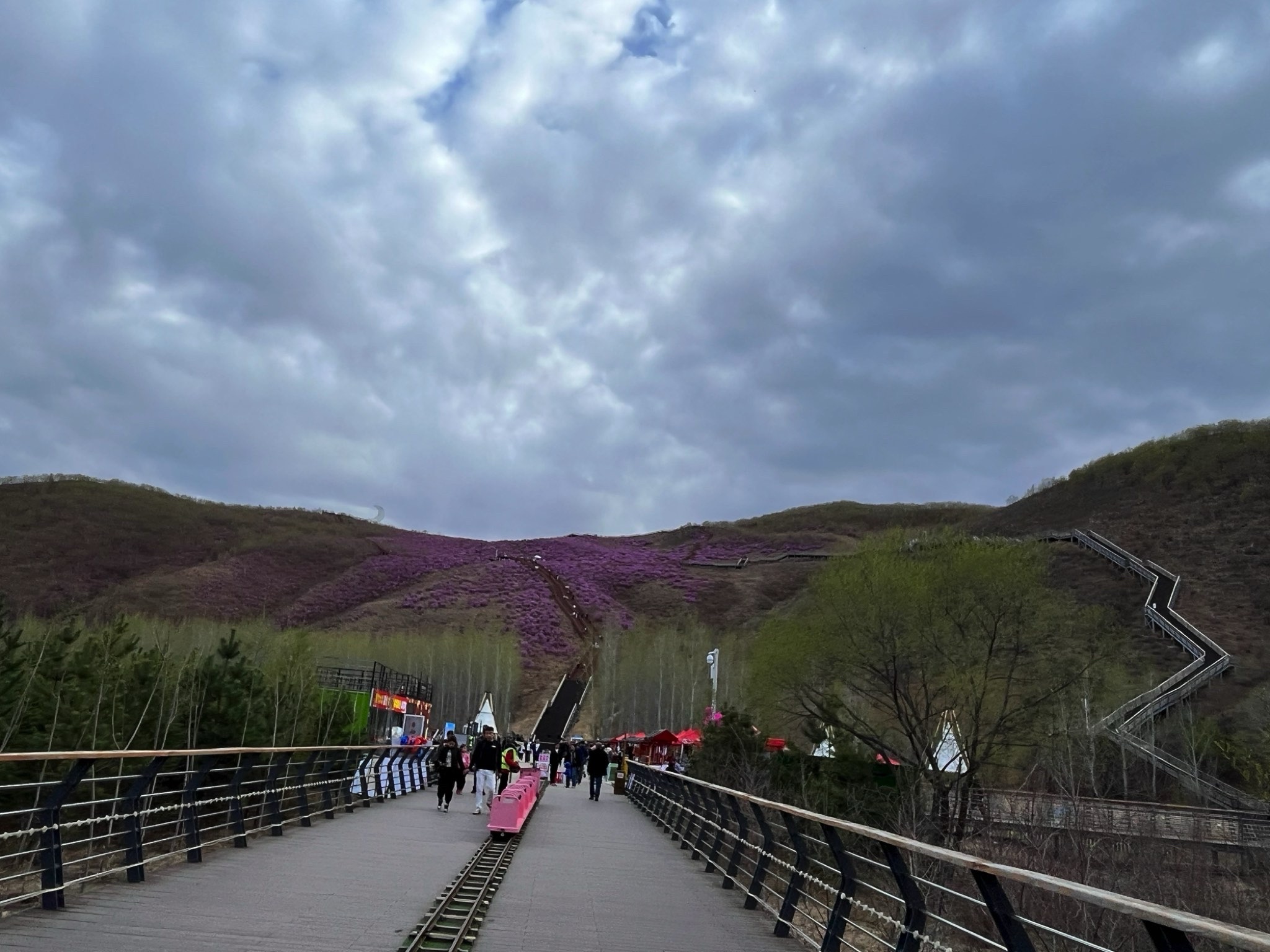 翠屏山杜鹃坡旅行图片 3