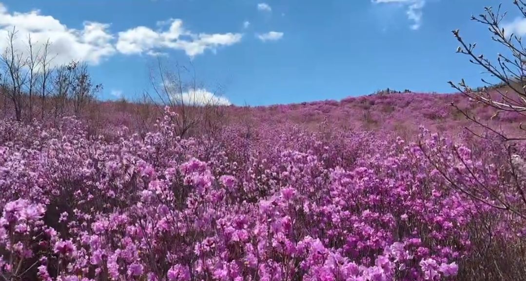 翠屏山杜鹃坡旅行图片 2