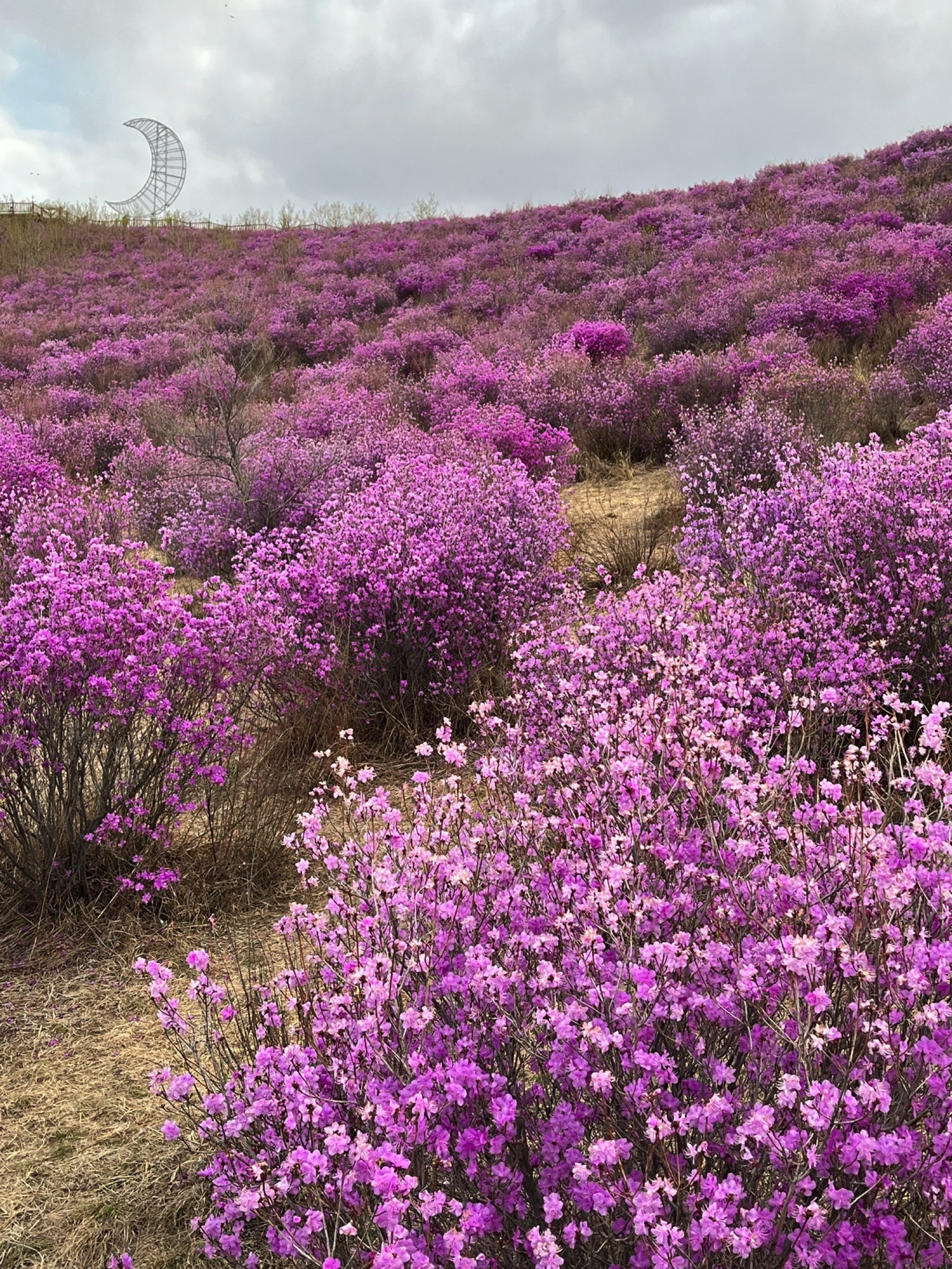 翠屏山杜鹃坡旅行图片 1