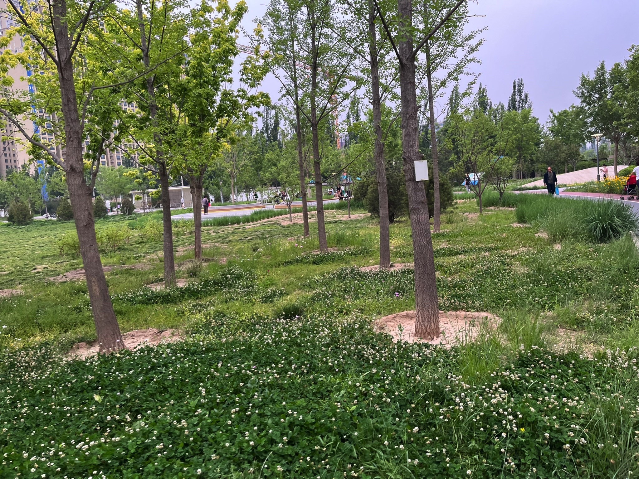 绿地公园旅行图片 3