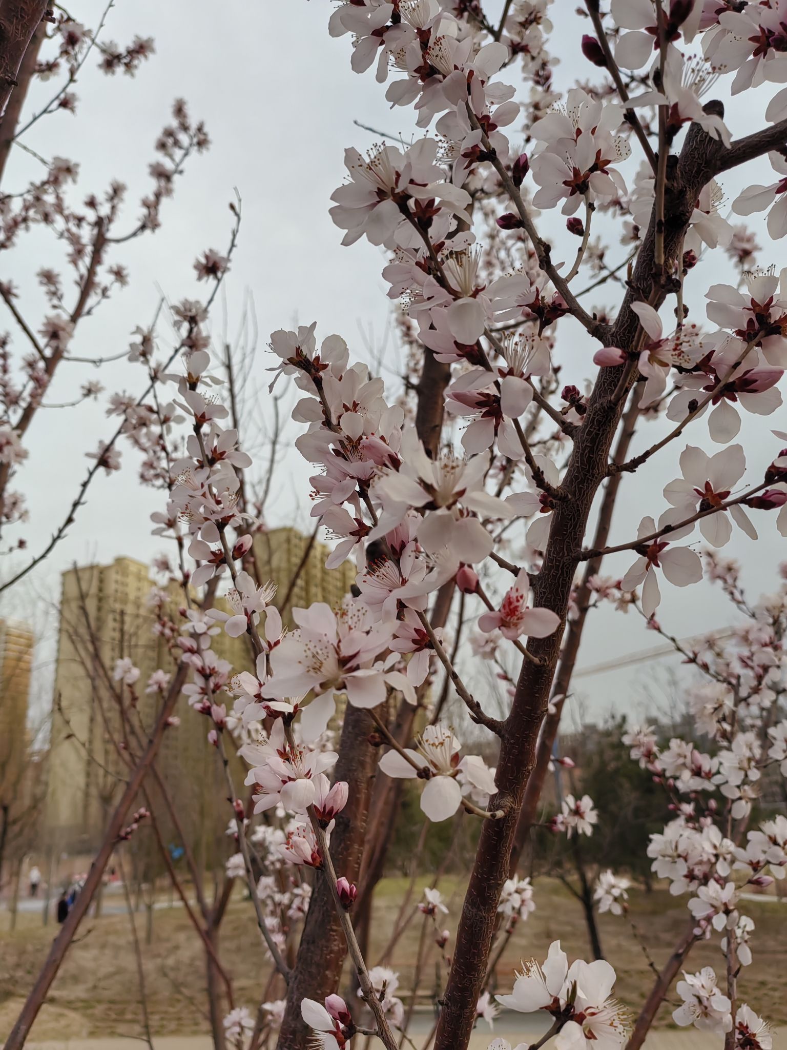 绿地公园旅行图片 2