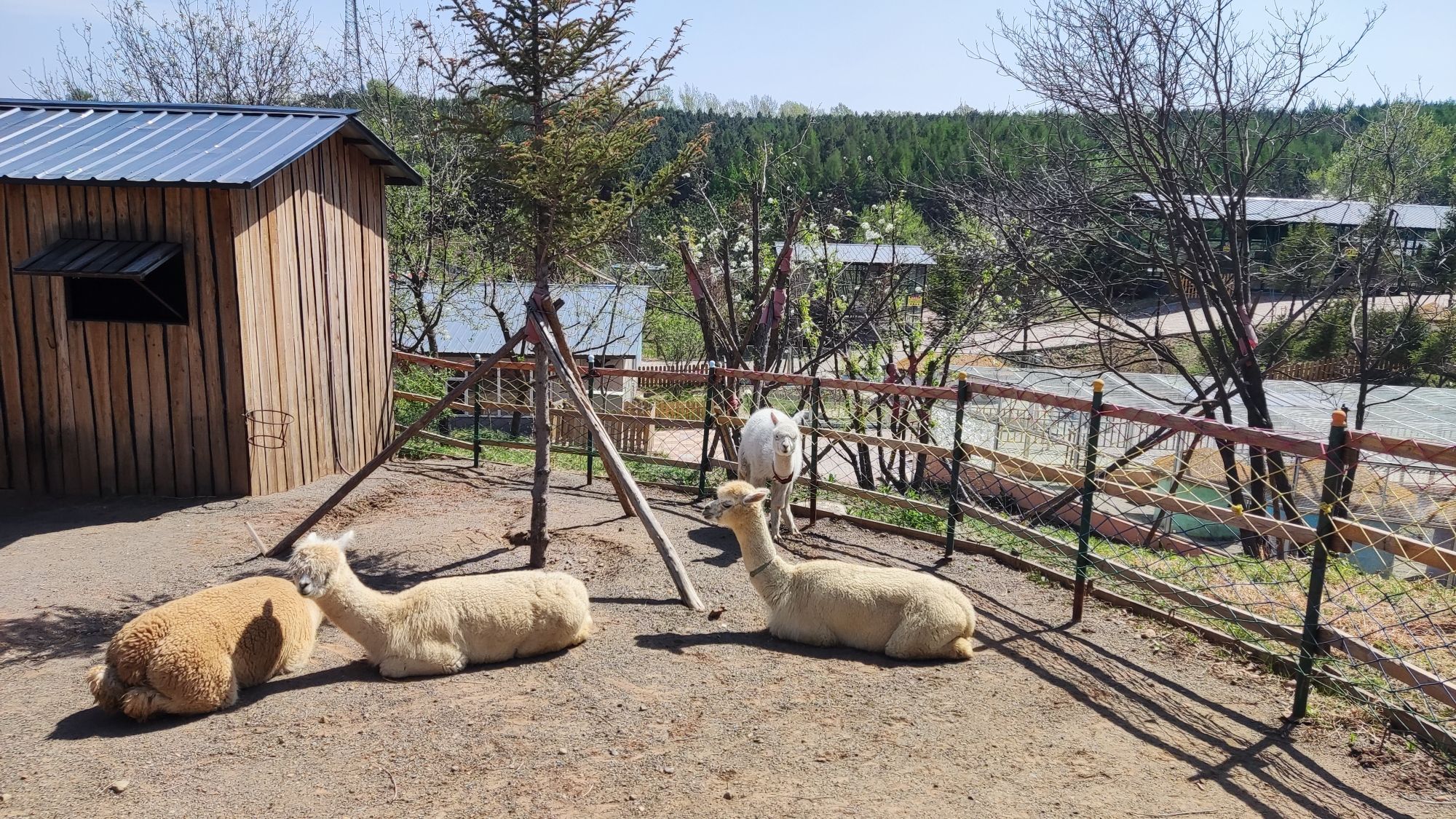 二龙山动物园旅行图片 3