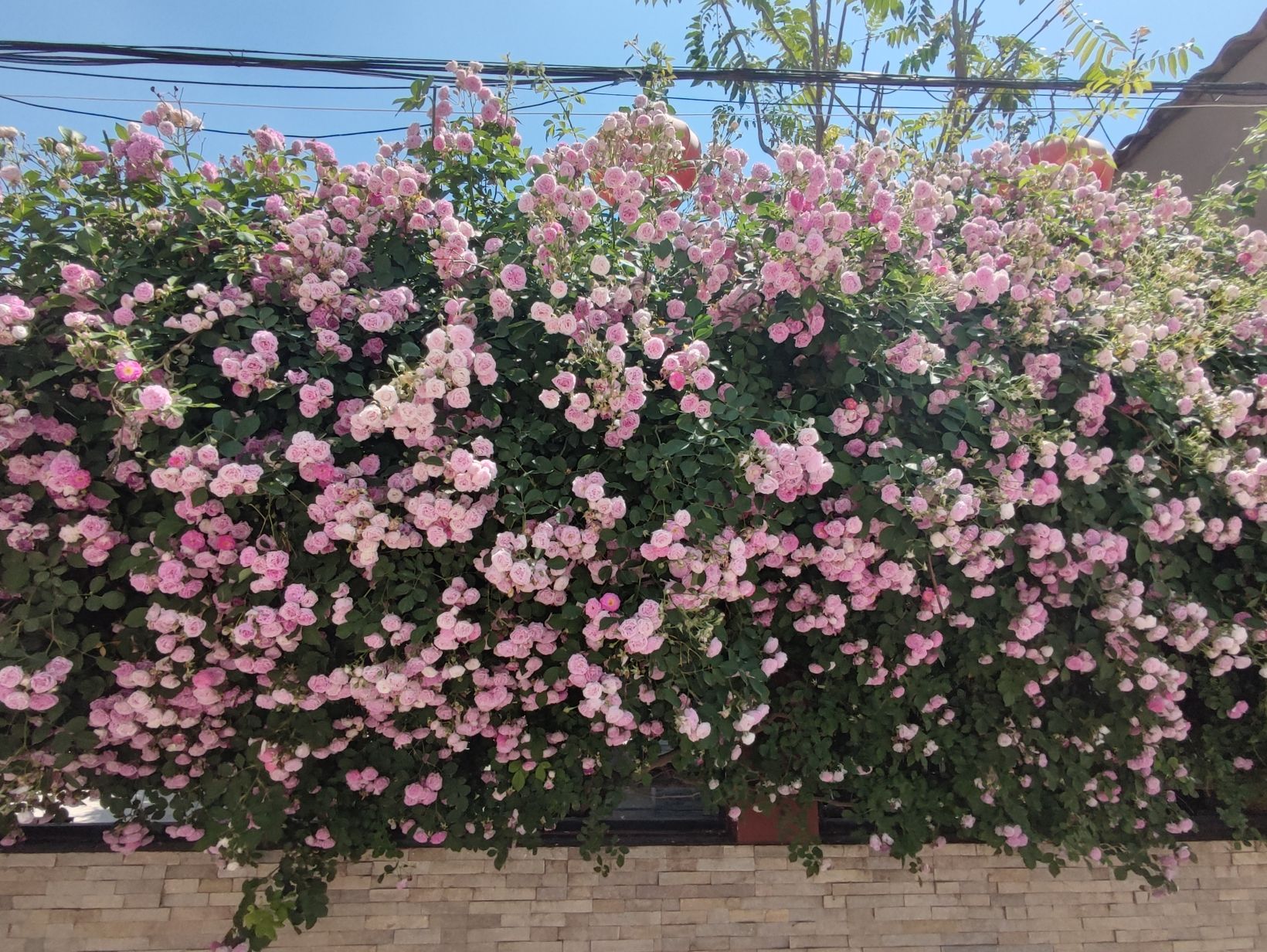 南堤公园旅行图片 1