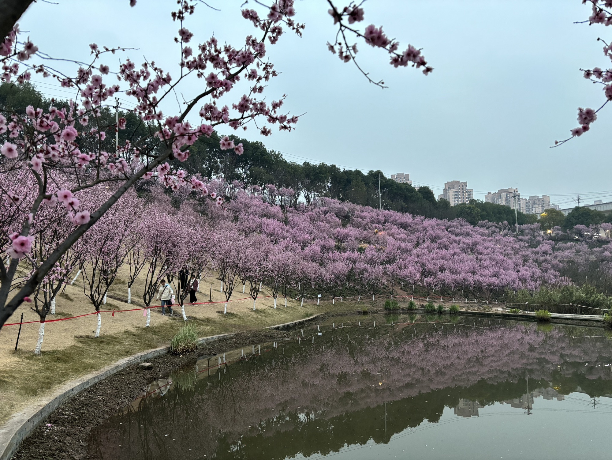 百塘园旅行图片 2