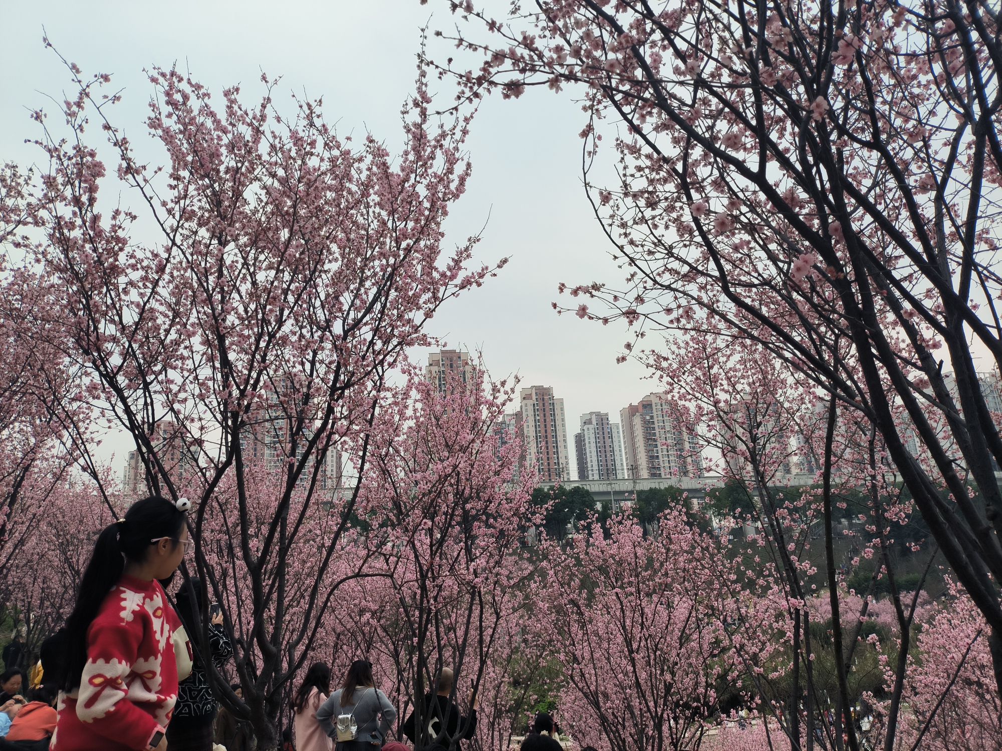 百塘园旅行图片 2