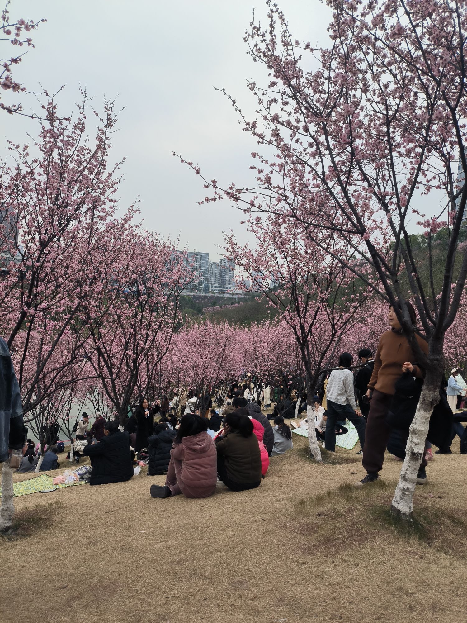 百塘园旅行图片 3