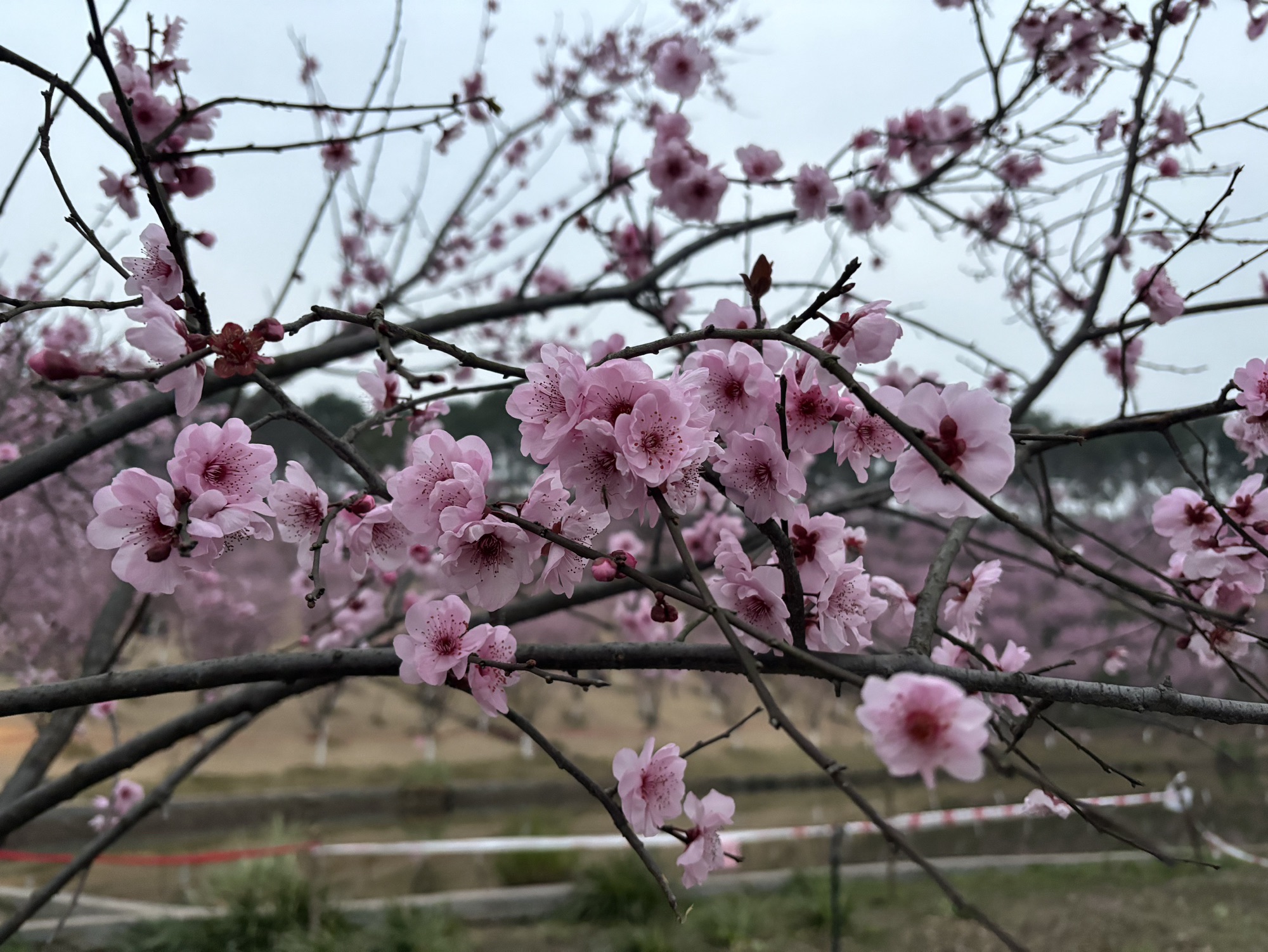 百塘园旅行图片 1