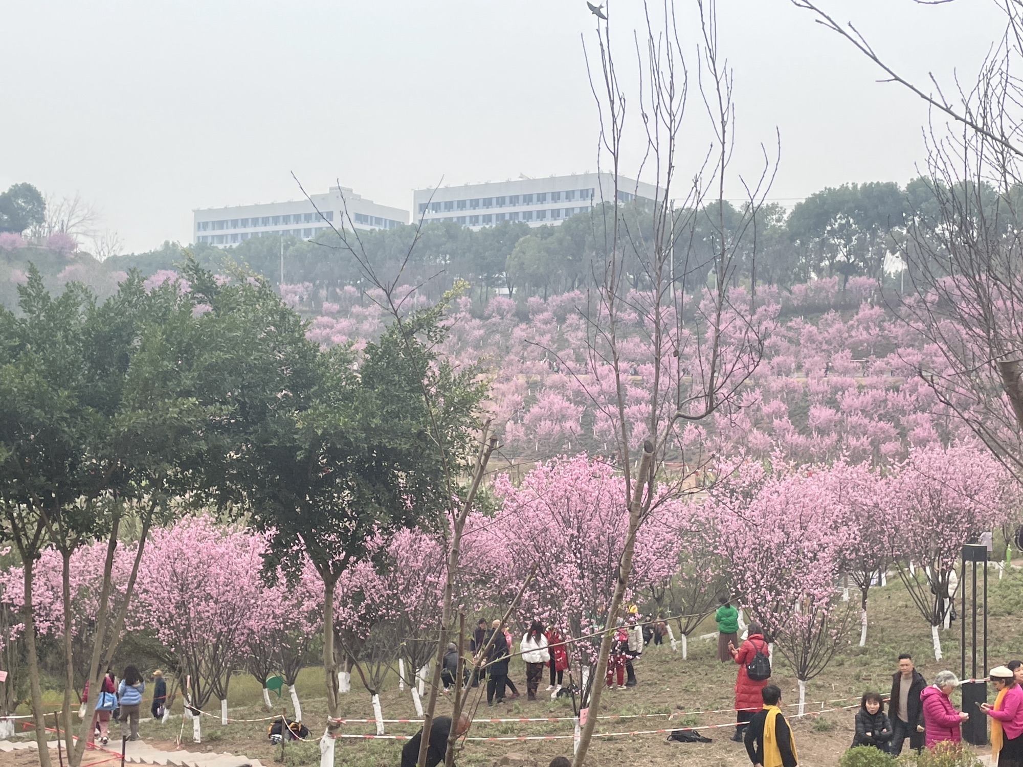 百塘园旅行图片 2