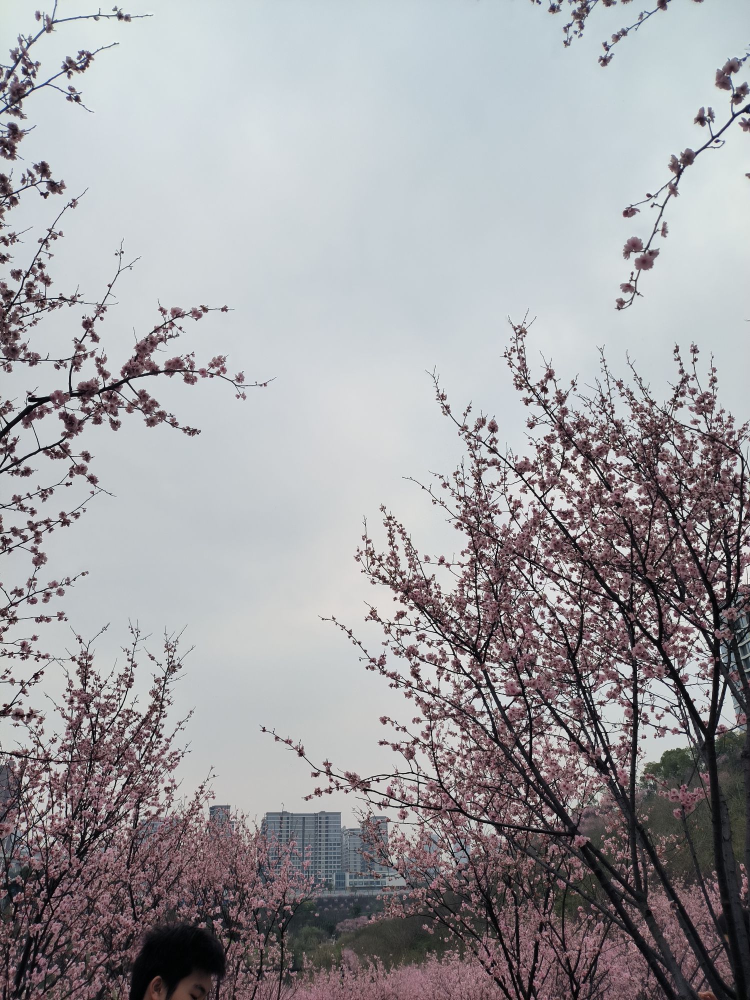 百塘园旅行图片 1