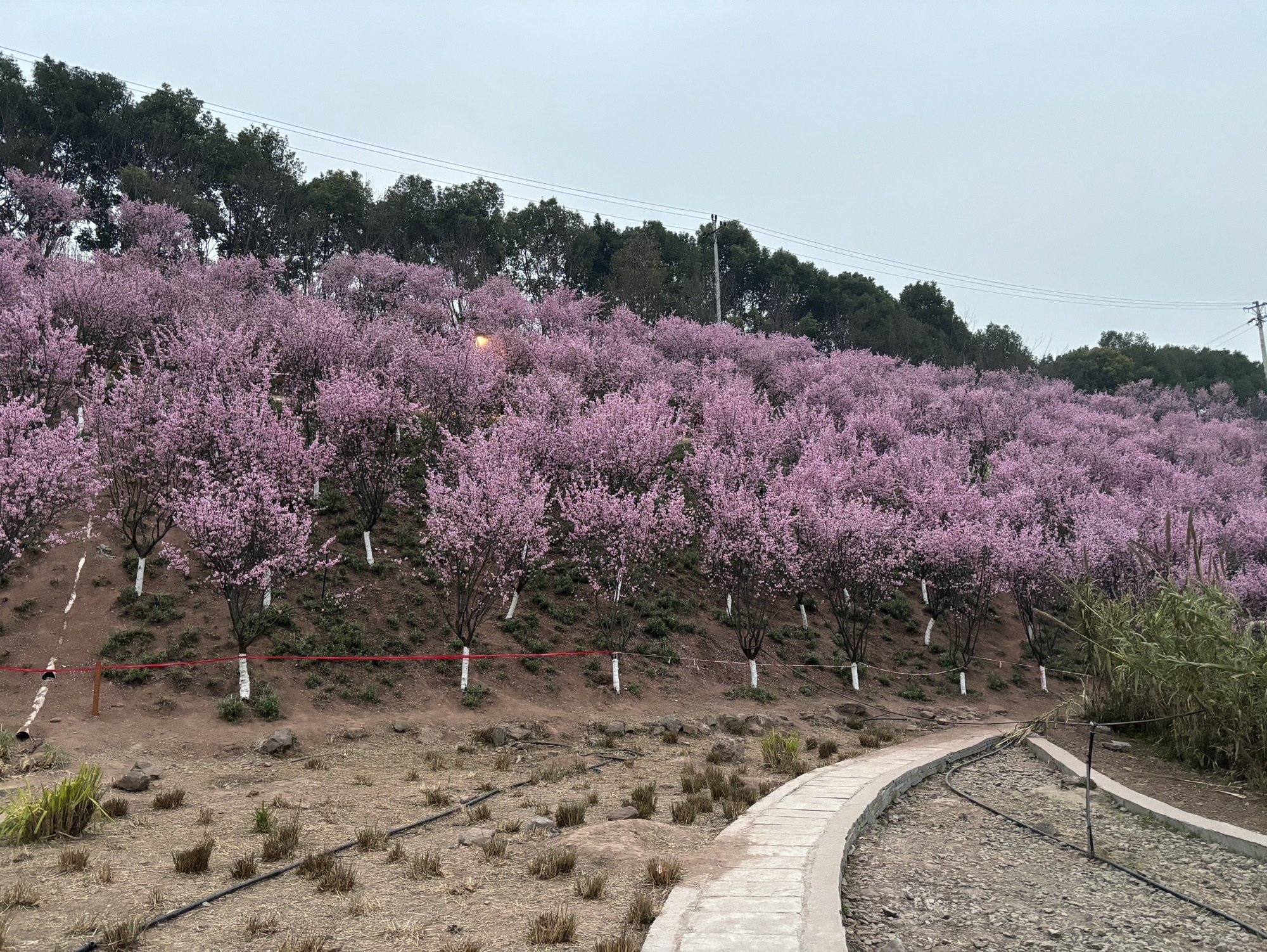 百塘园旅行图片 3