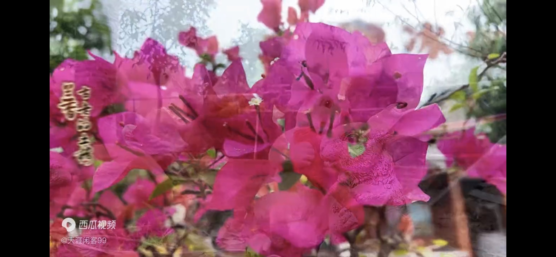 桂岭花田旅行图片 1