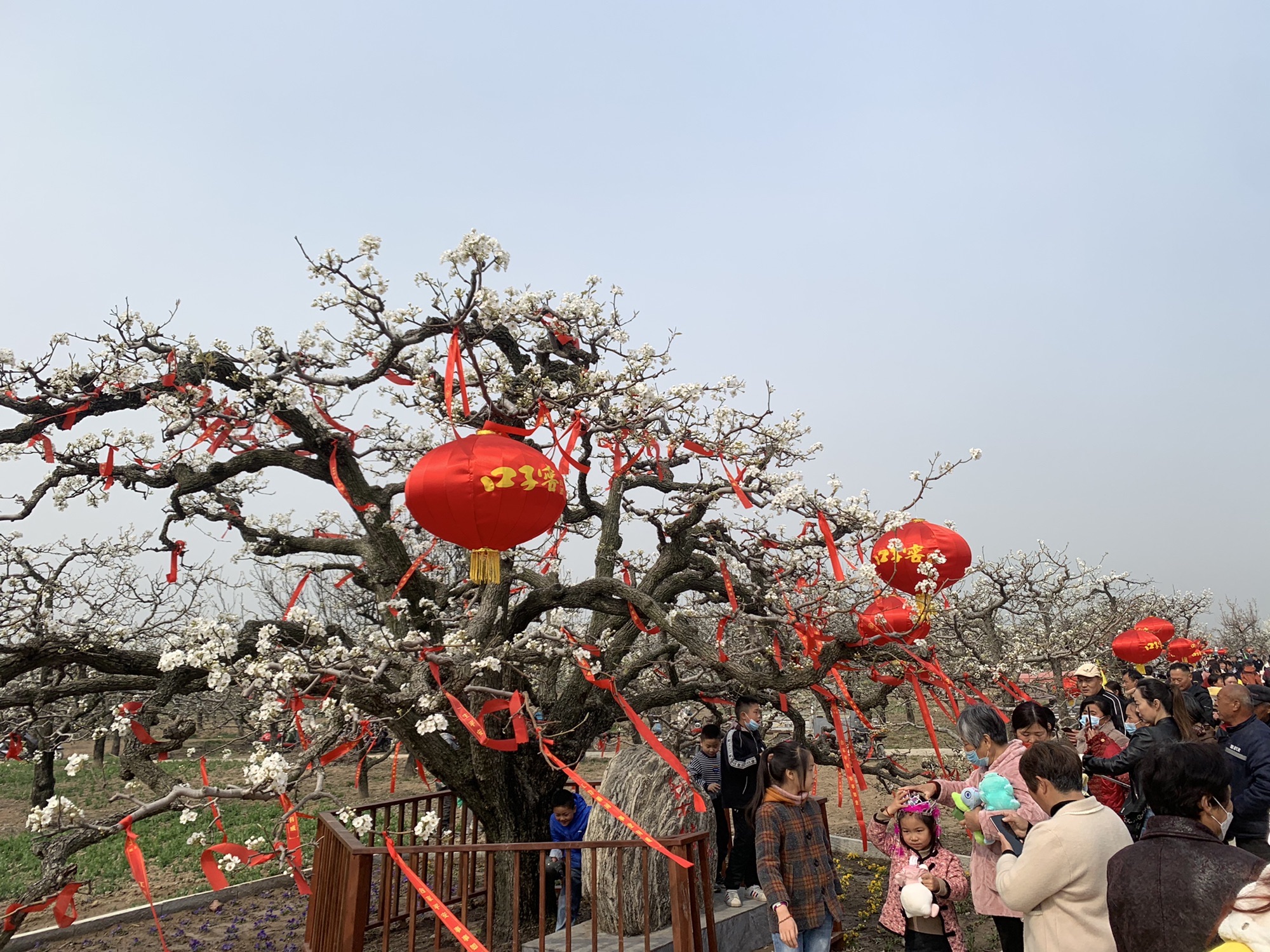 梨树王旅行图片 2