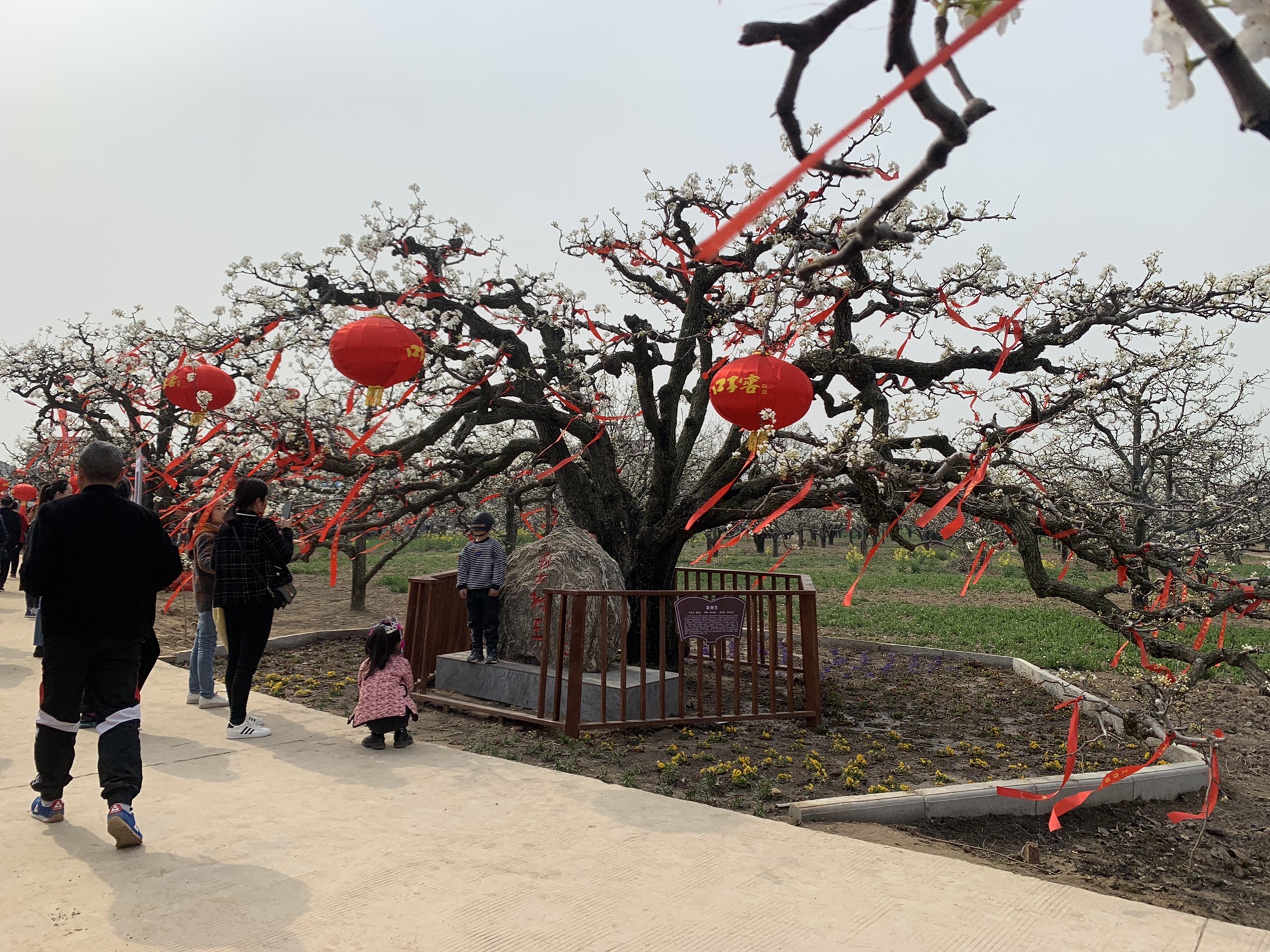 梨树王旅行图片 3