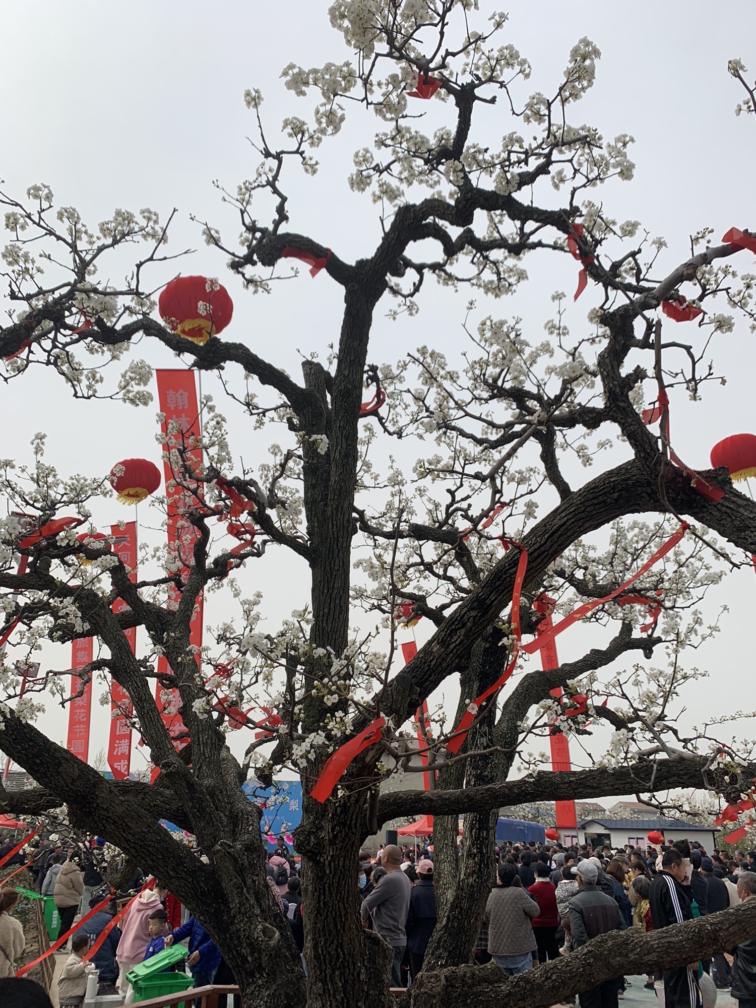 梨树王旅行图片 1