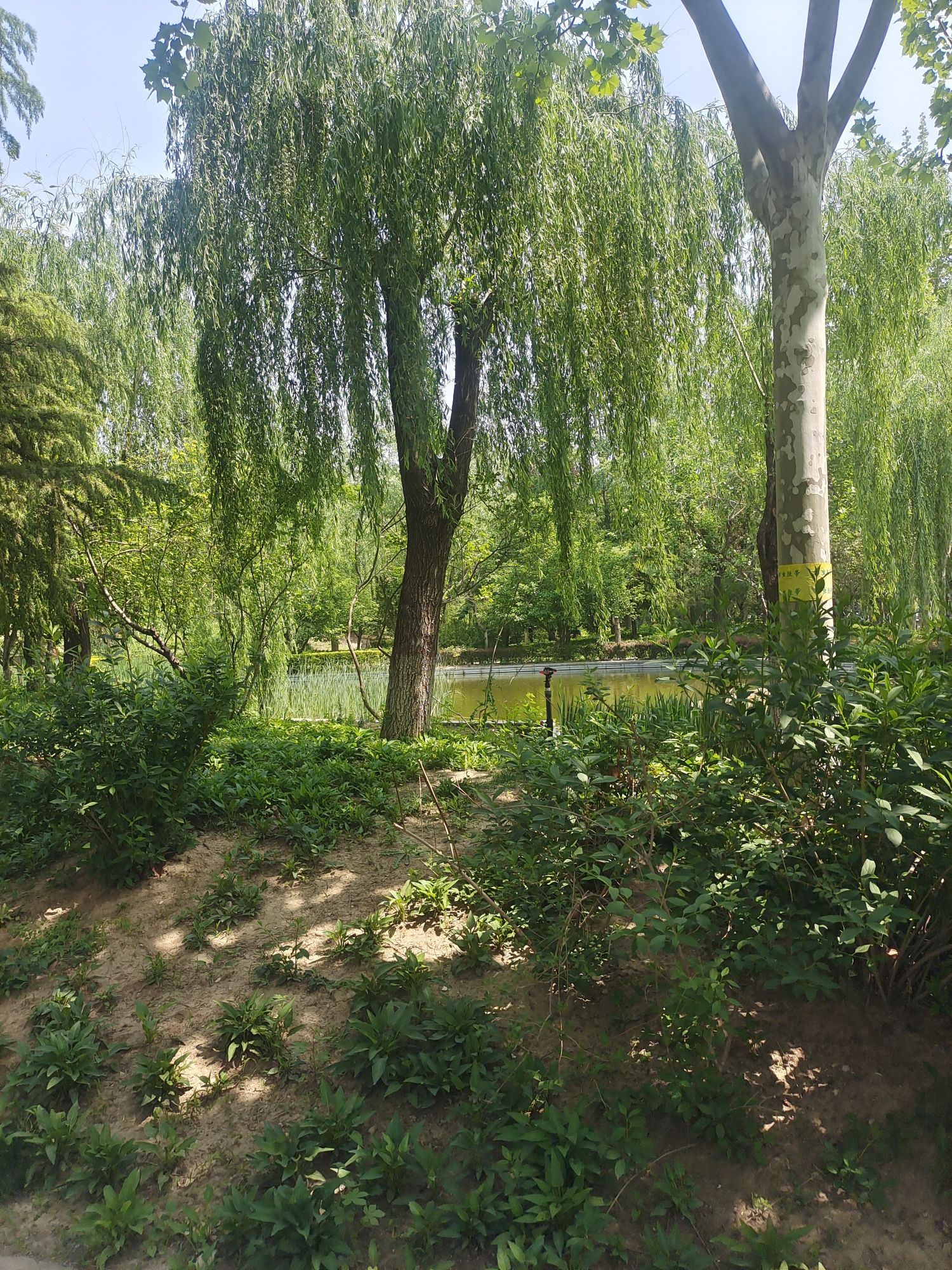 河北师范大学慧泉广场旅行图片 2