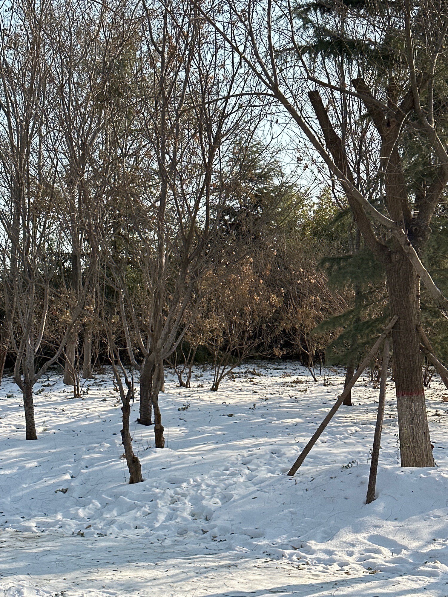 河北师范大学慧泉广场旅行图片 1