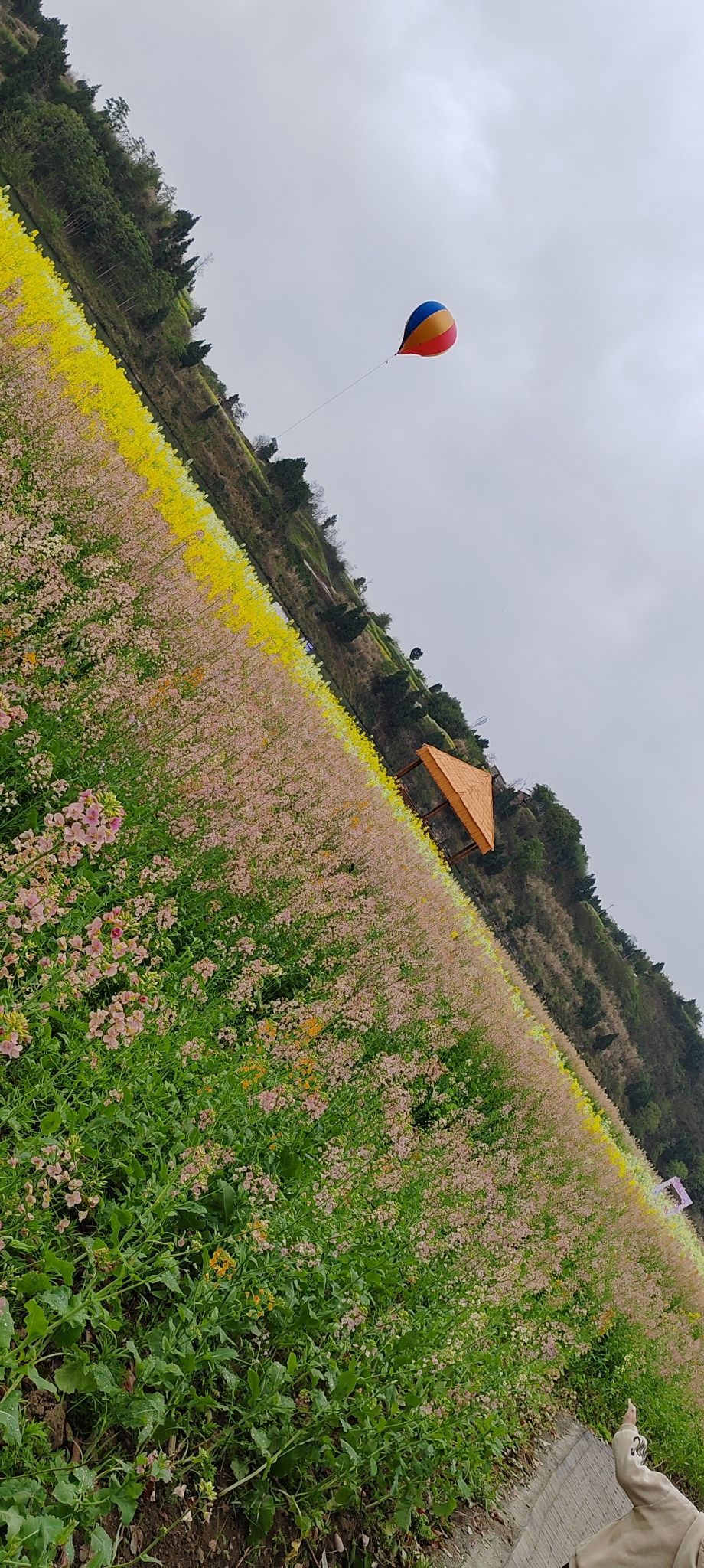 江家坝子(花田迷宫)旅行图片 1