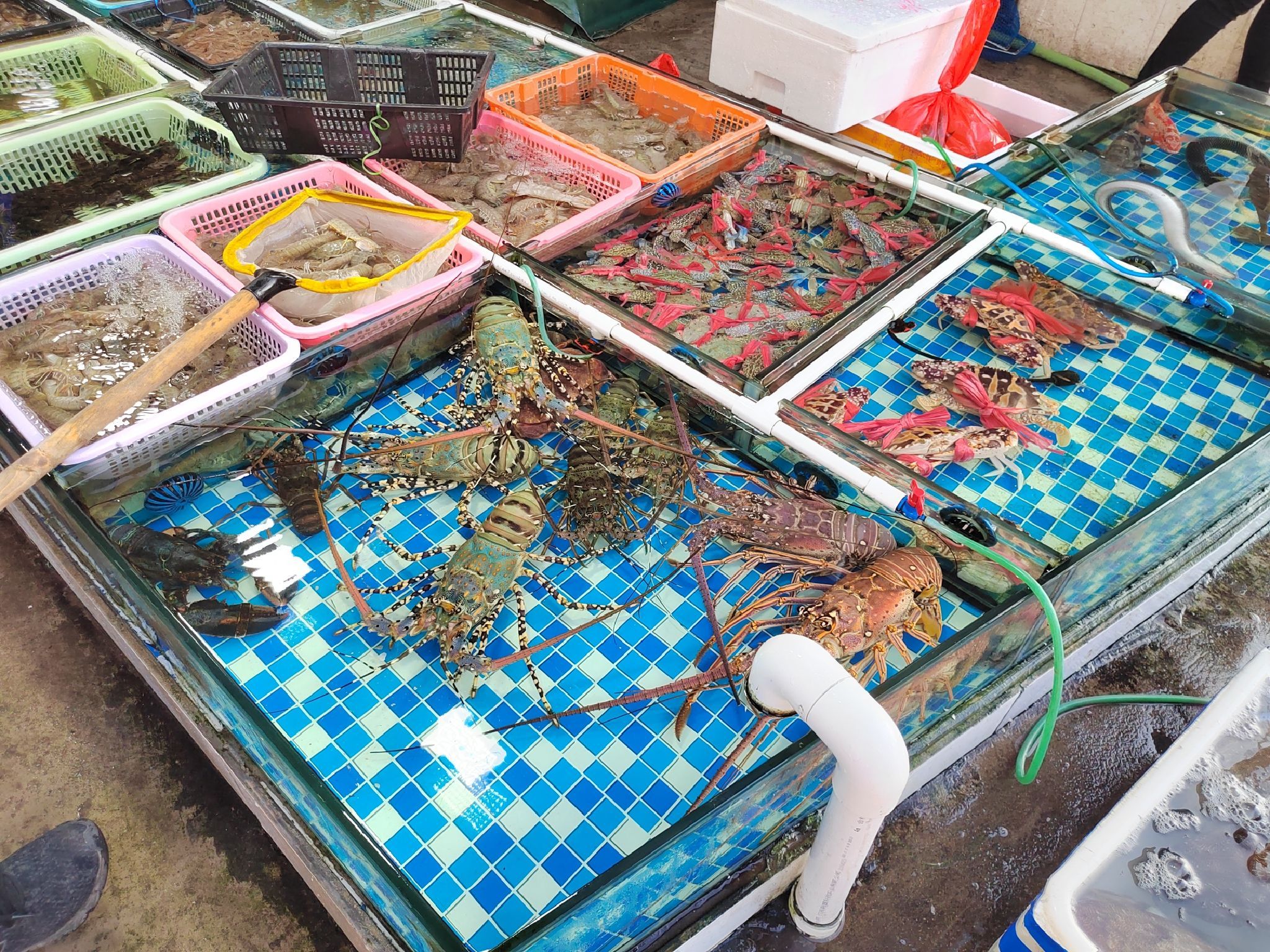 惠州·澳头海鲜批发市场