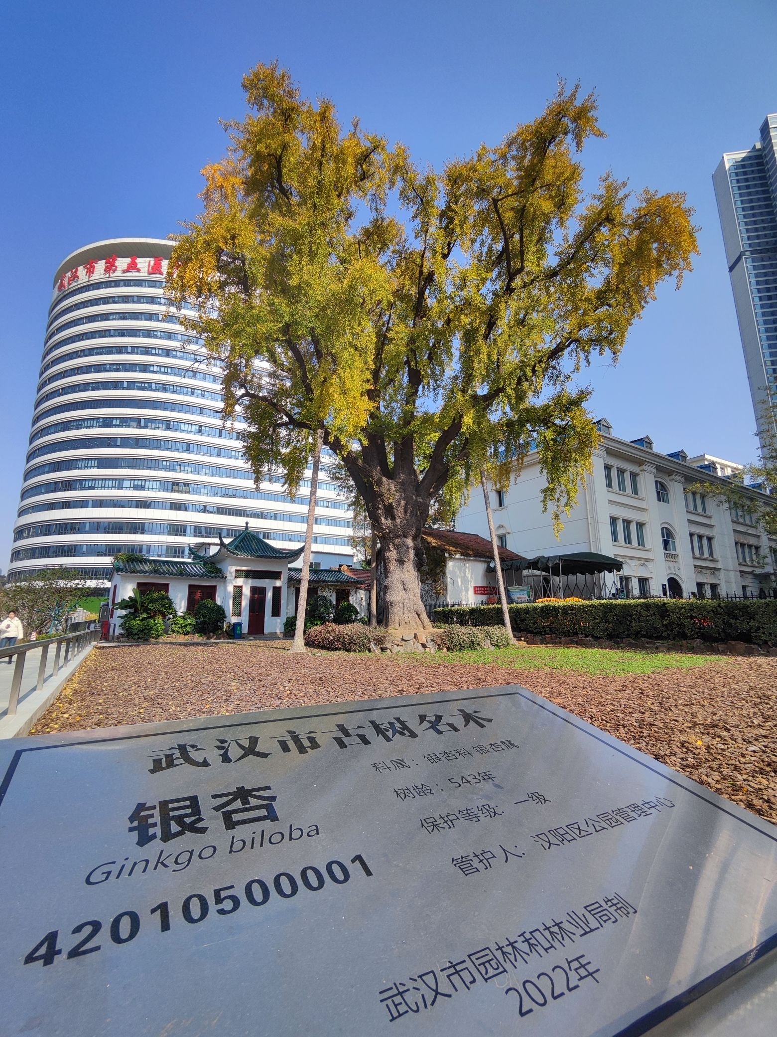 汉阳树公园旅行图片 2