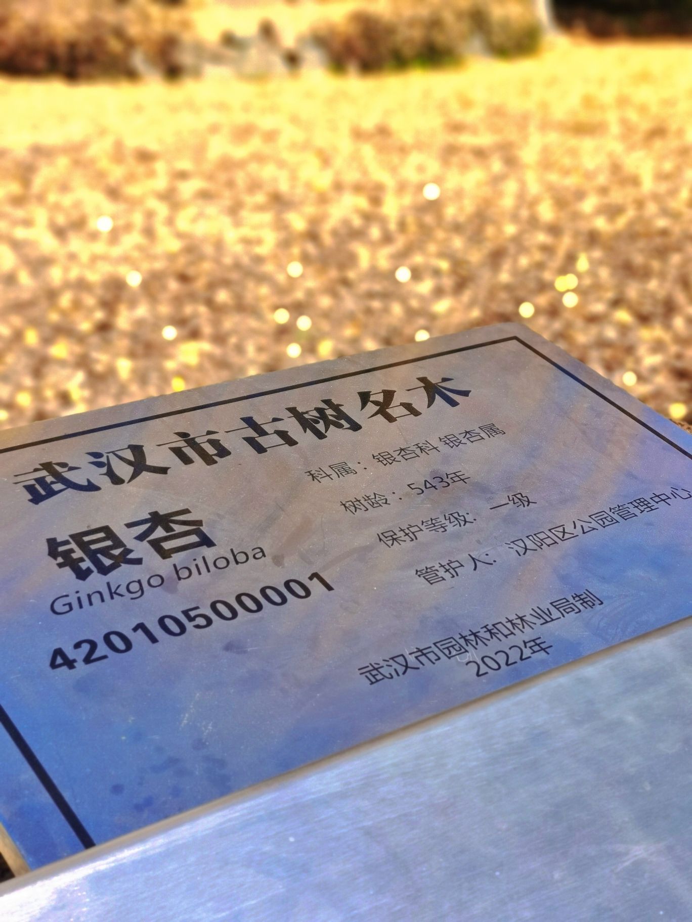 汉阳树公园旅行图片 2