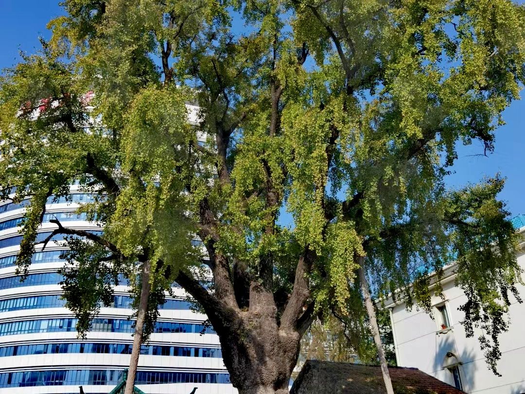 汉阳树公园旅行图片 1