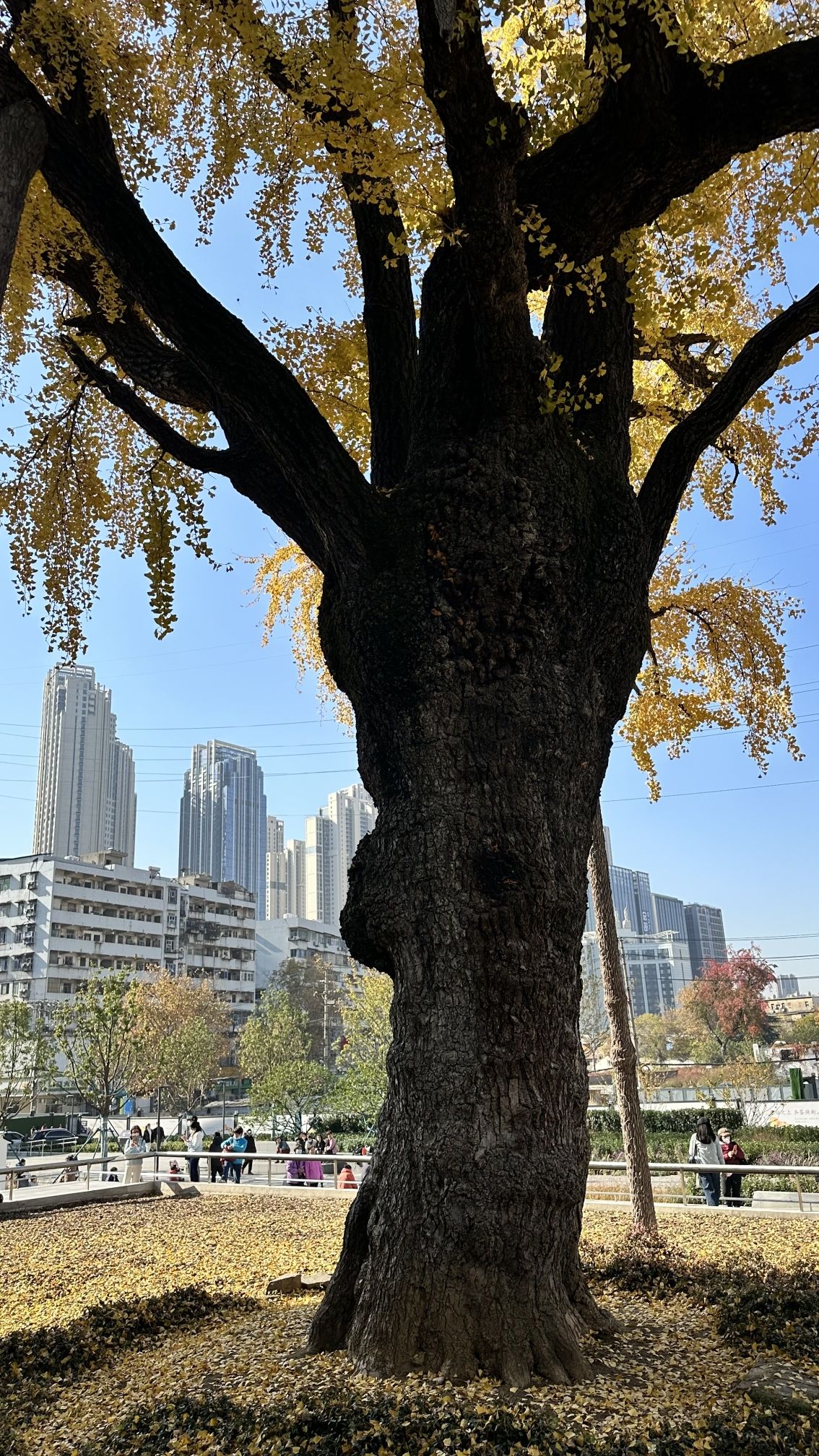 汉阳树公园旅行图片 2