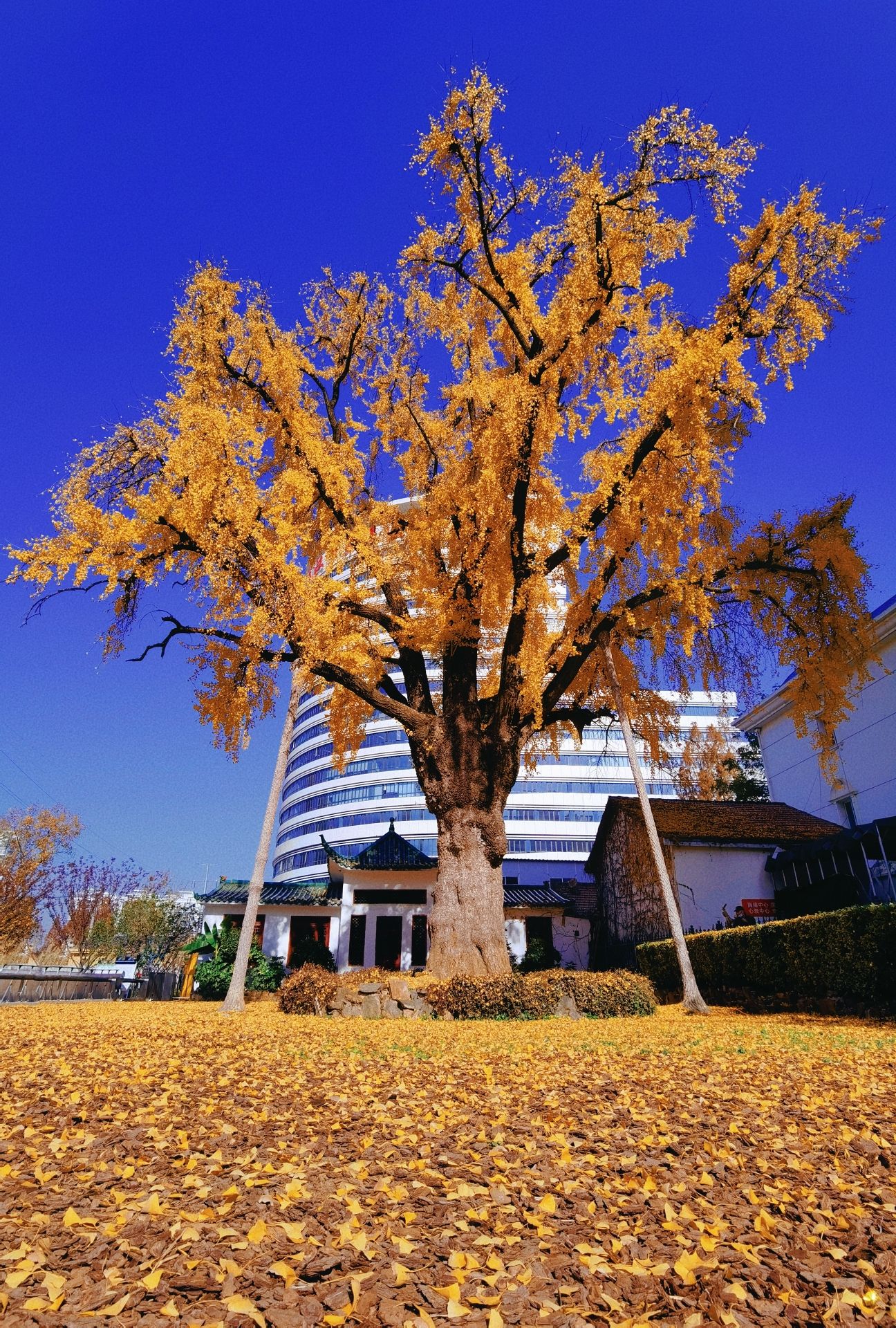汉阳树公园旅行图片 3