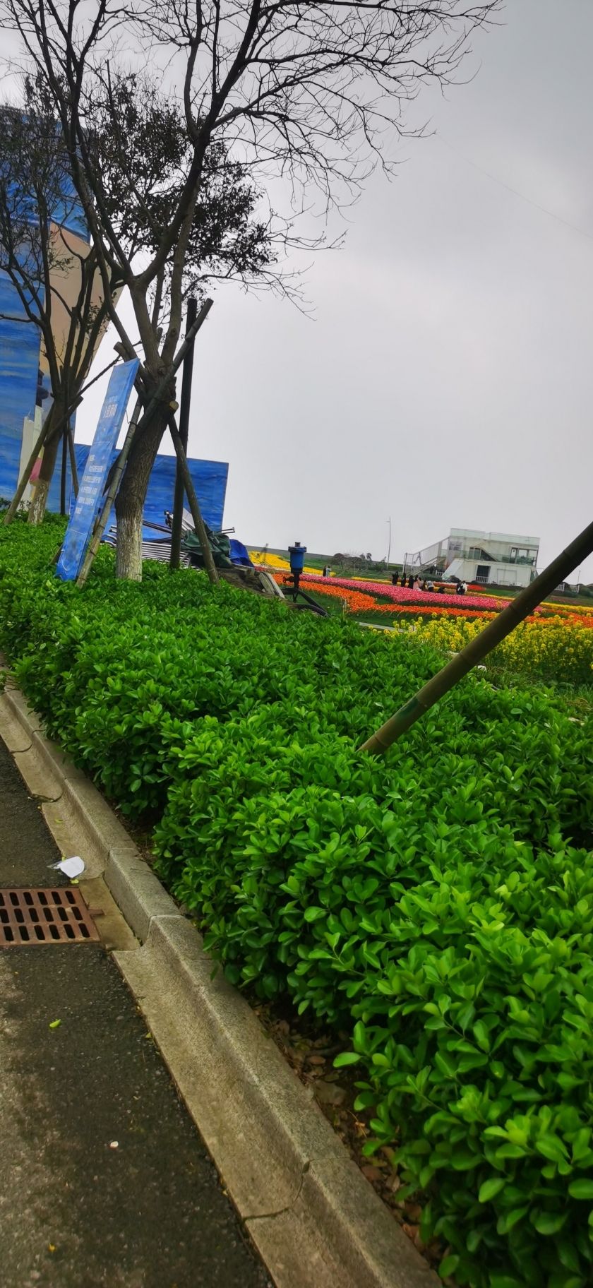海上明月郁金香花博会旅行图片 1