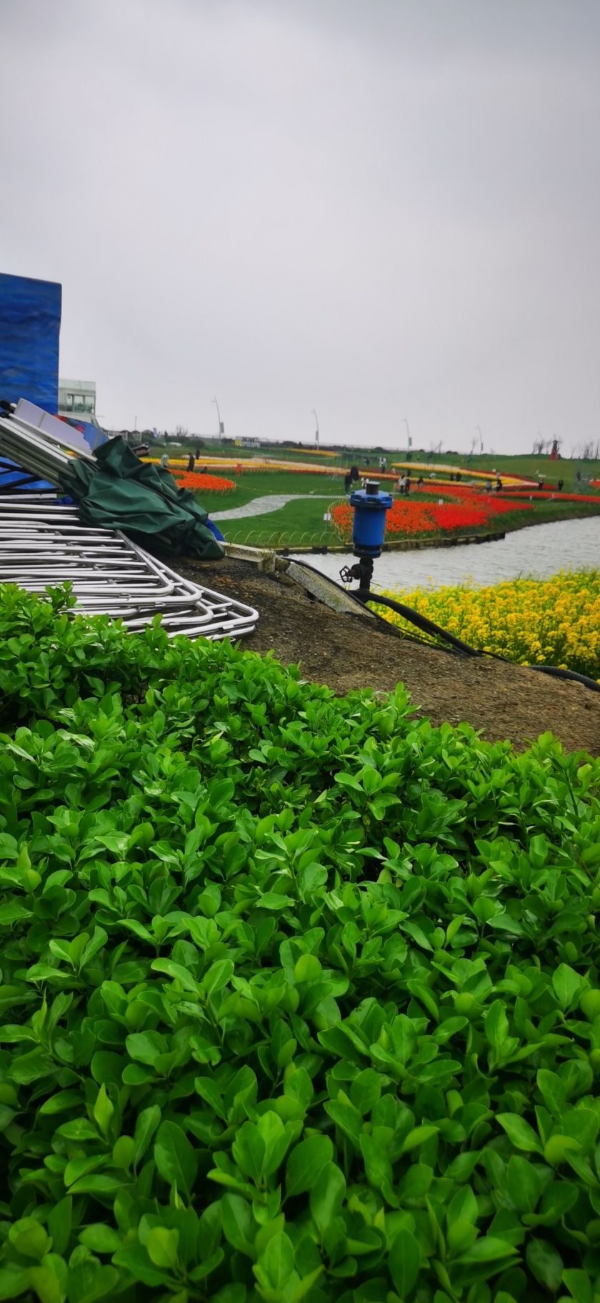 海上明月郁金香花博会旅行图片 2