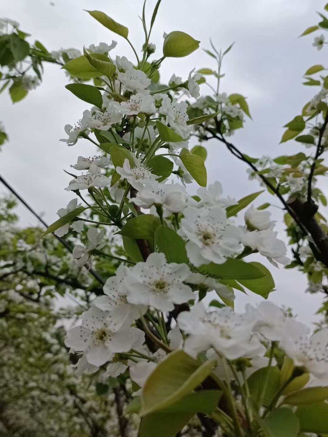 梨缘旅行图片 3