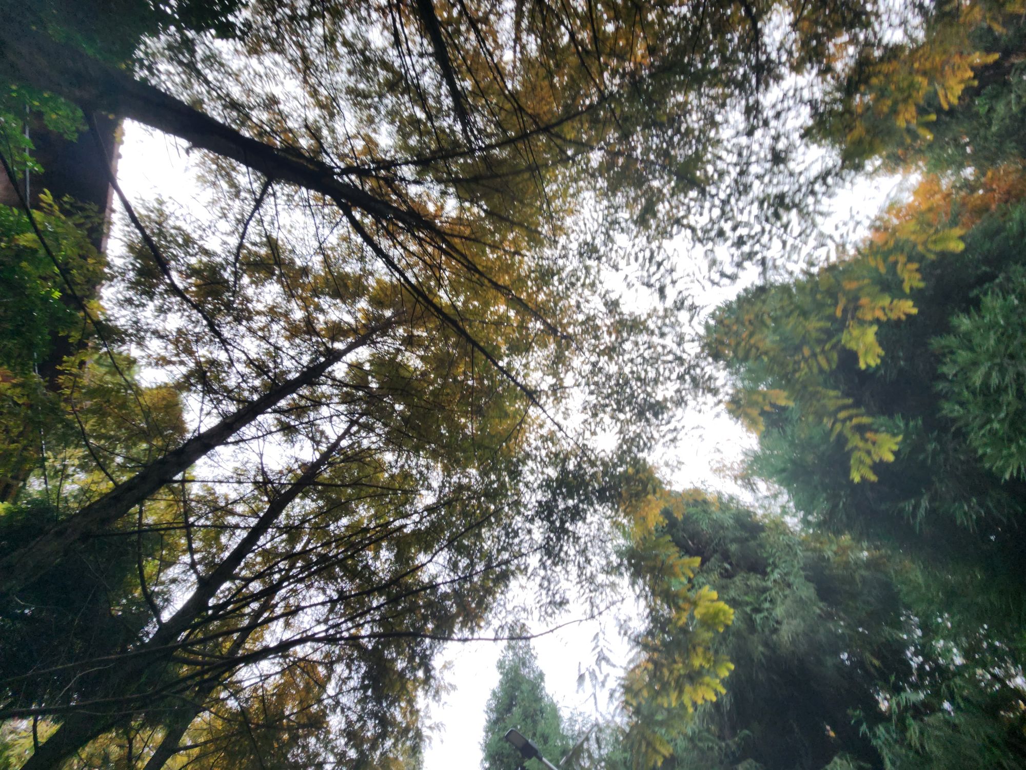 云雾山风景名胜区旅行图片 3