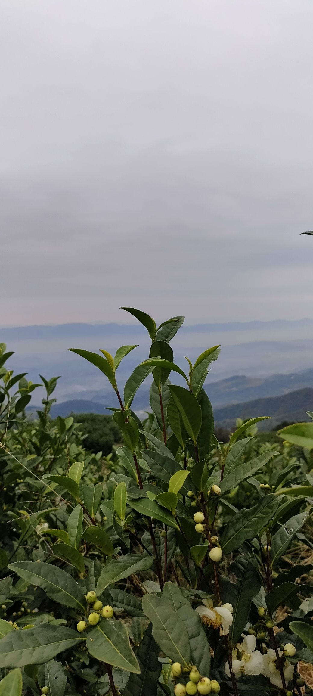 云雾山风景名胜区旅行图片 3