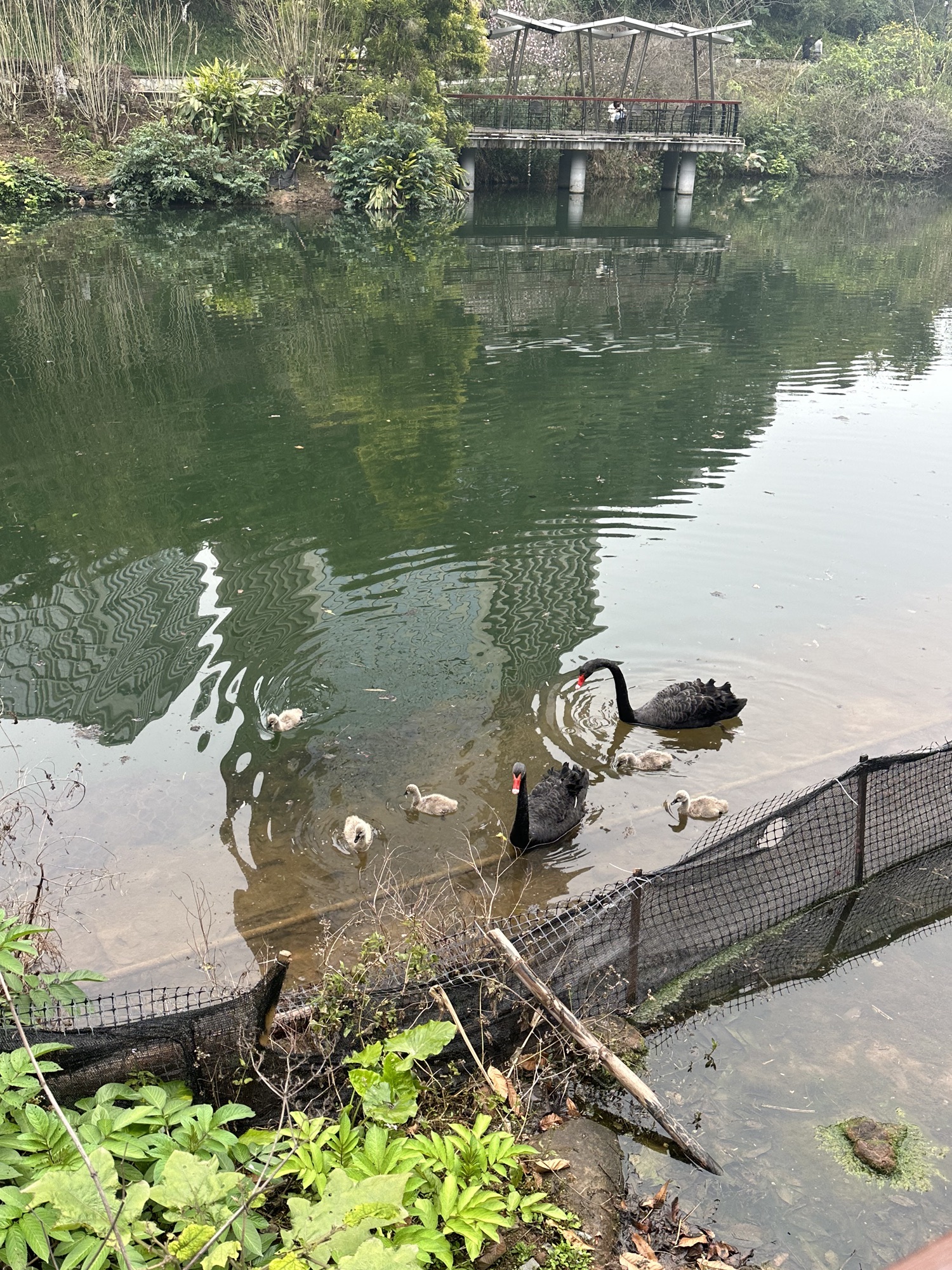 恋湖公园旅行图片 1