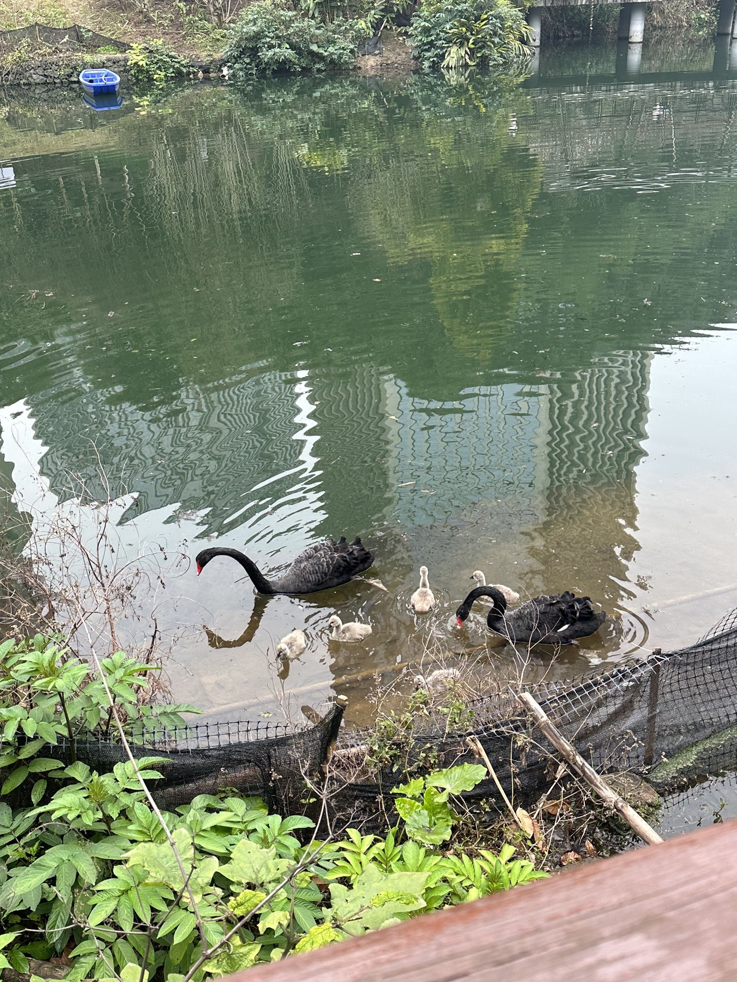 恋湖公园旅行图片 2