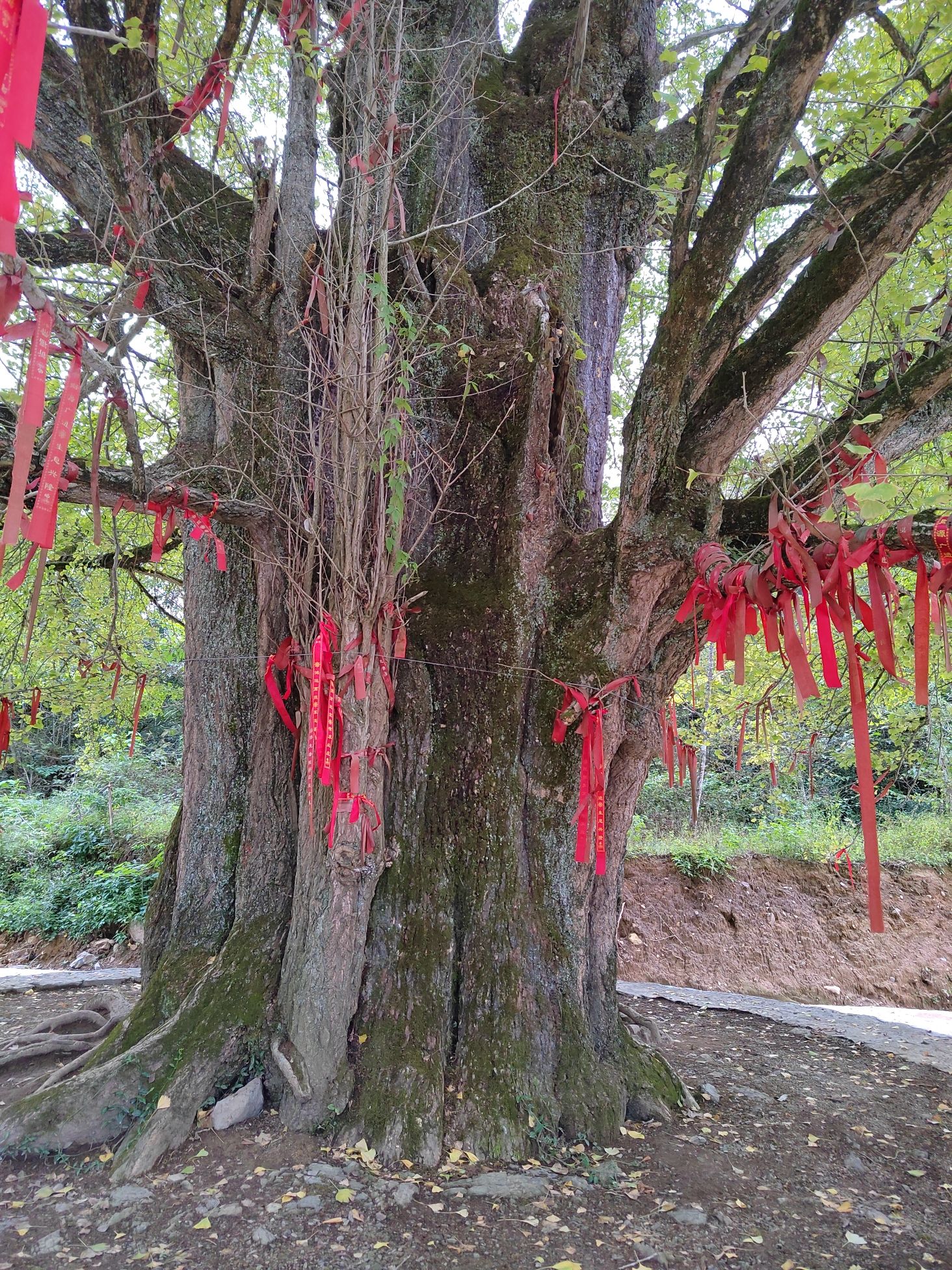 石门县罗坪乡长梯隘村银杏古树旅行图片 1