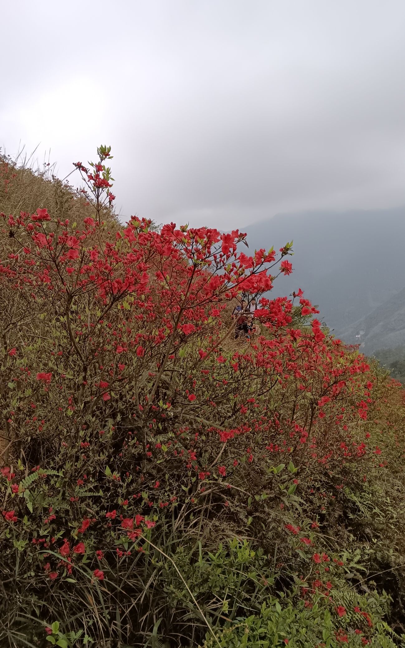 映花谷旅行图片 3
