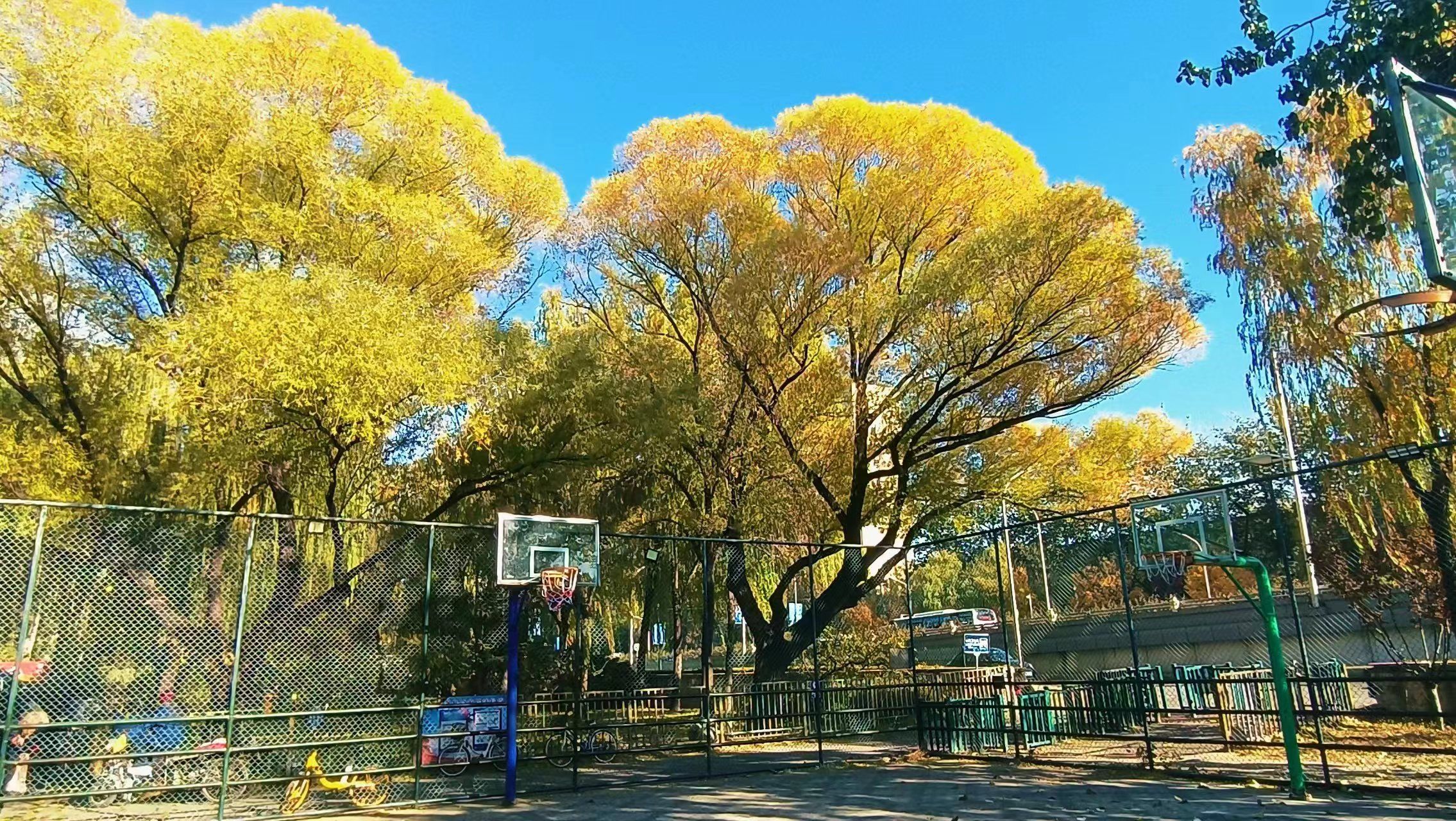 场地封面-左家庄小关篮球场