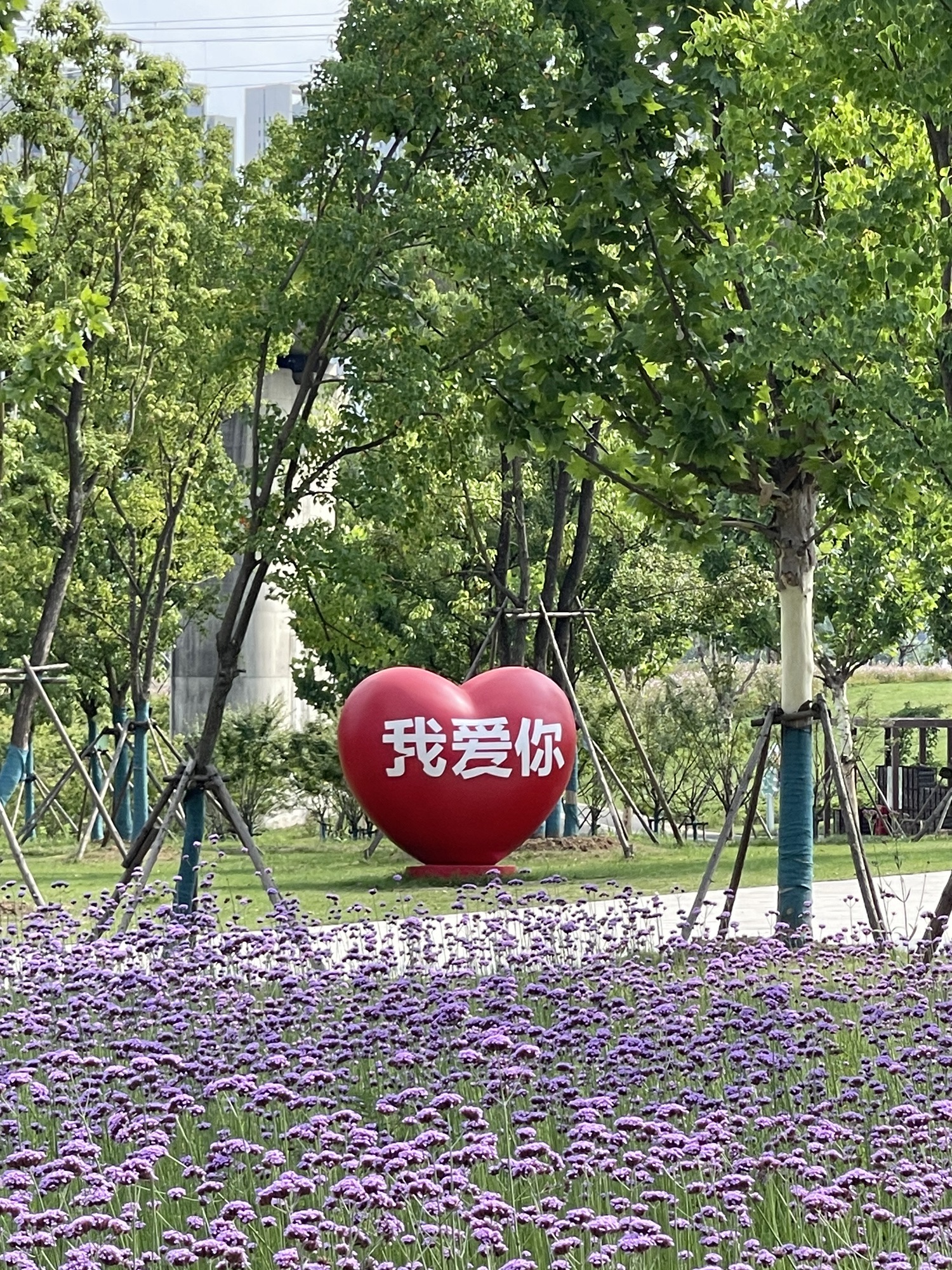 梧桐·雨旅行图片 2