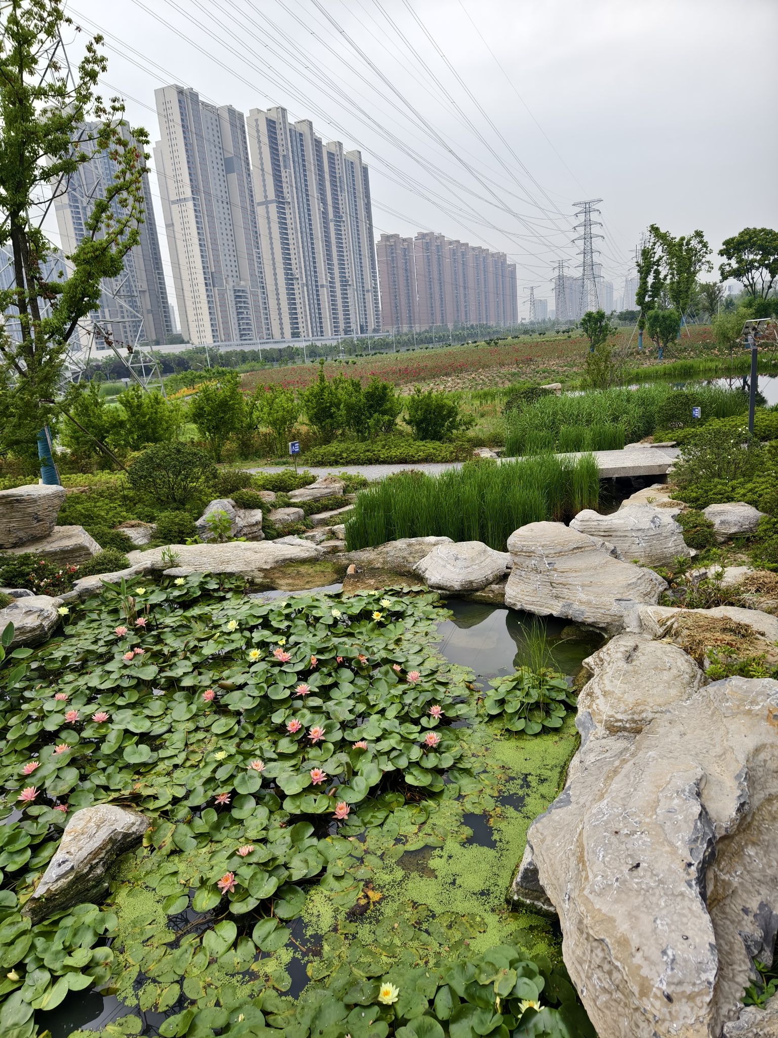 梧桐·雨旅行图片 3