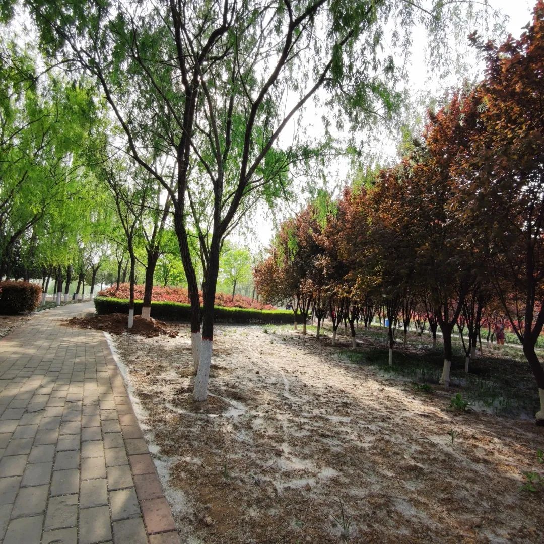 宜阳县滨河公园旅行图片 2