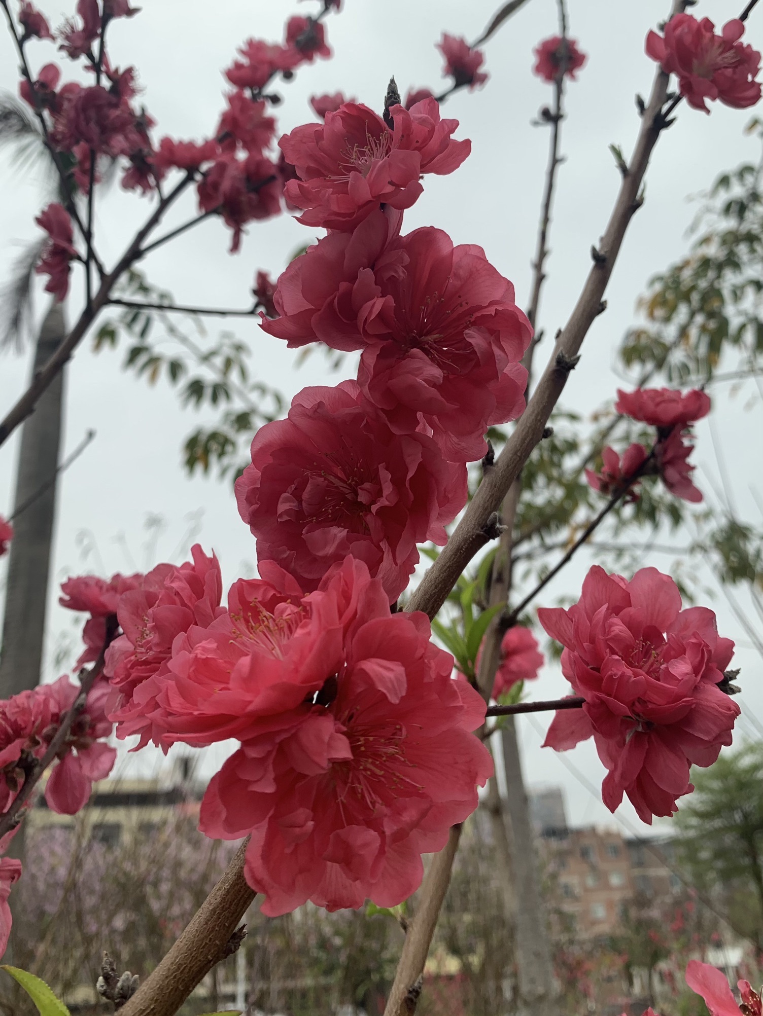 平果市廉洁主题公园旅行图片 3