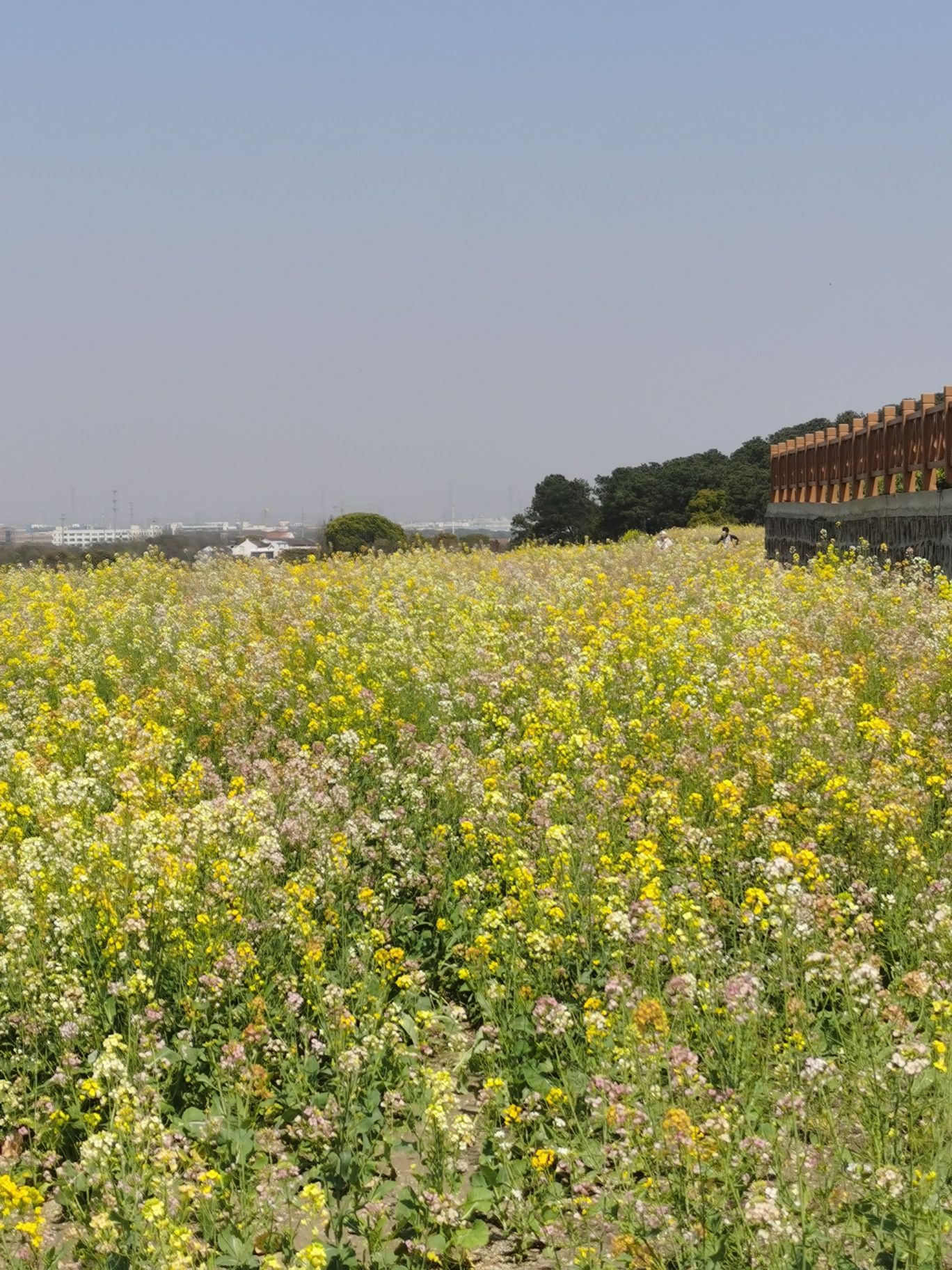 富安七彩花田旅行图片 2
