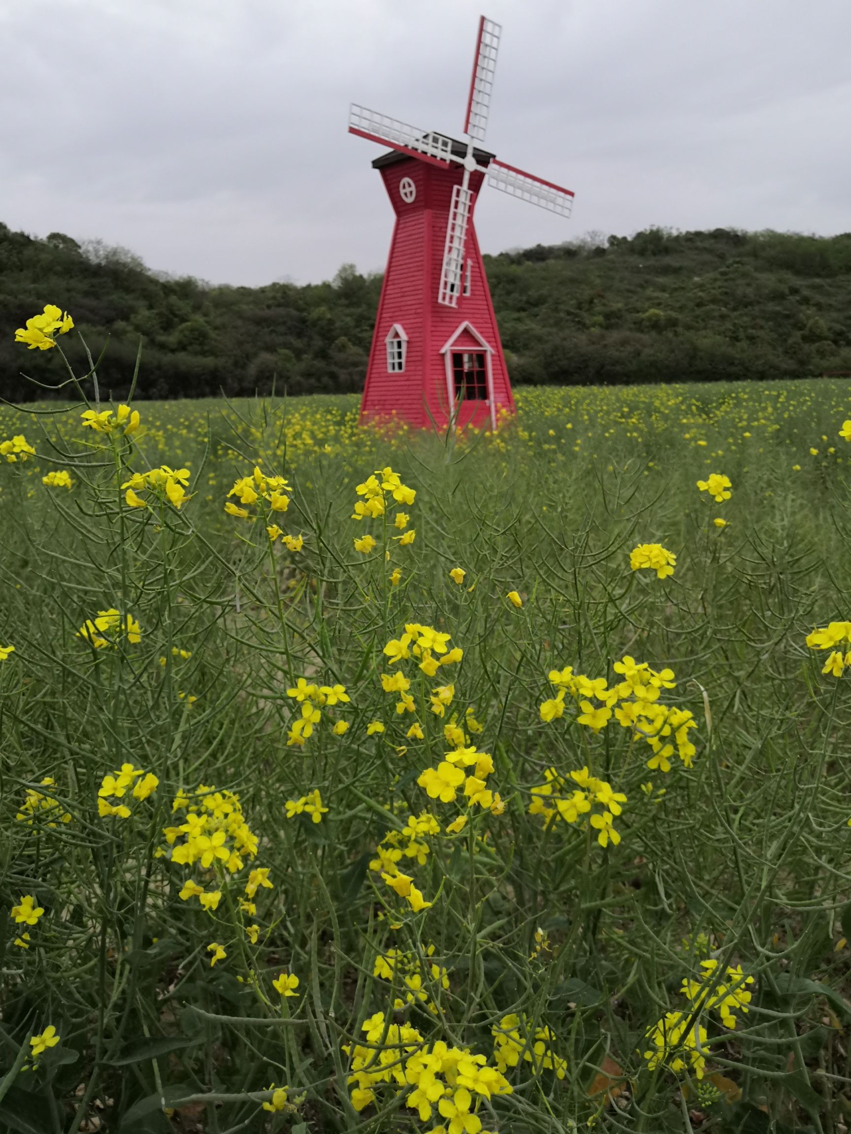 富安七彩花田旅行图片 3
