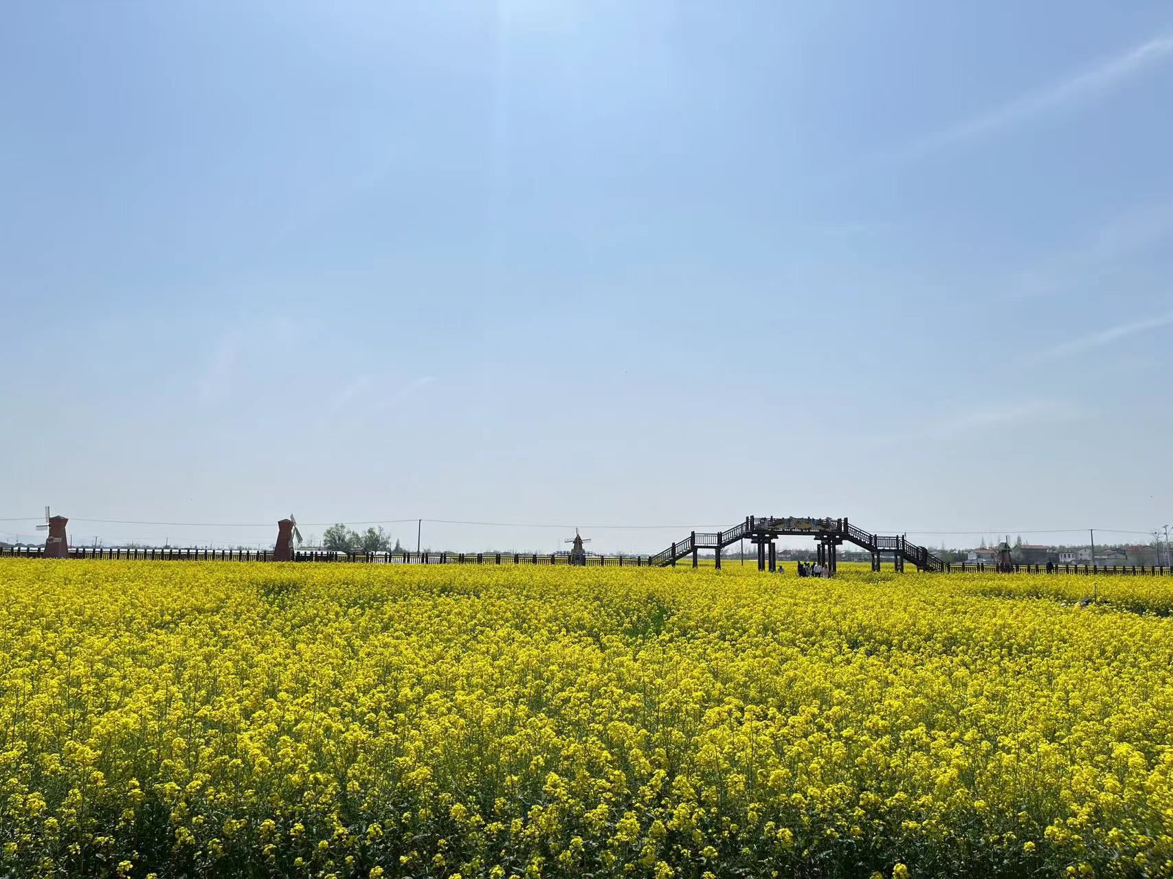 江南油菜花海旅行图片 1