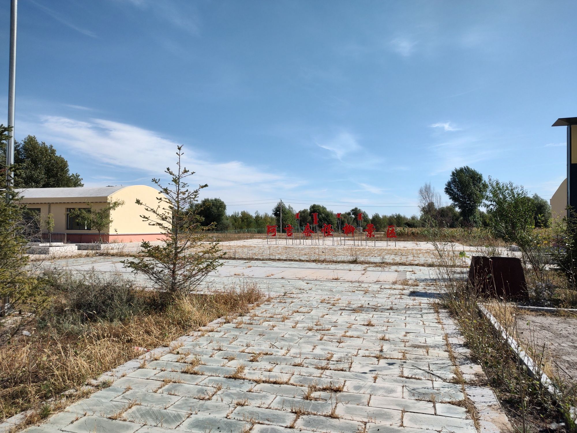 阿吉奈怪柳景区旅行图片