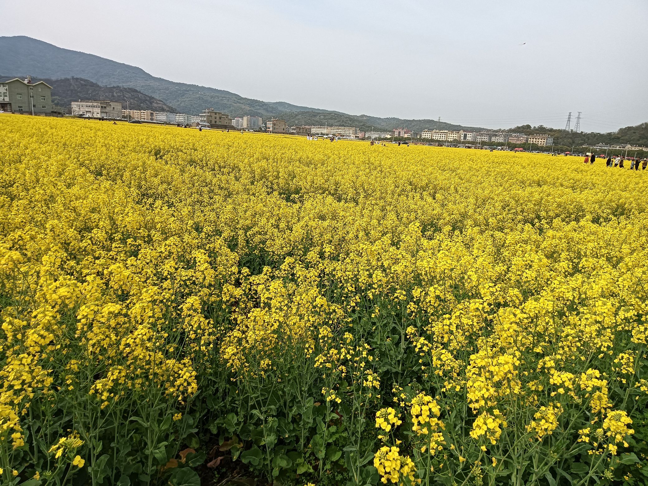 沙门油菜花旅行图片 1