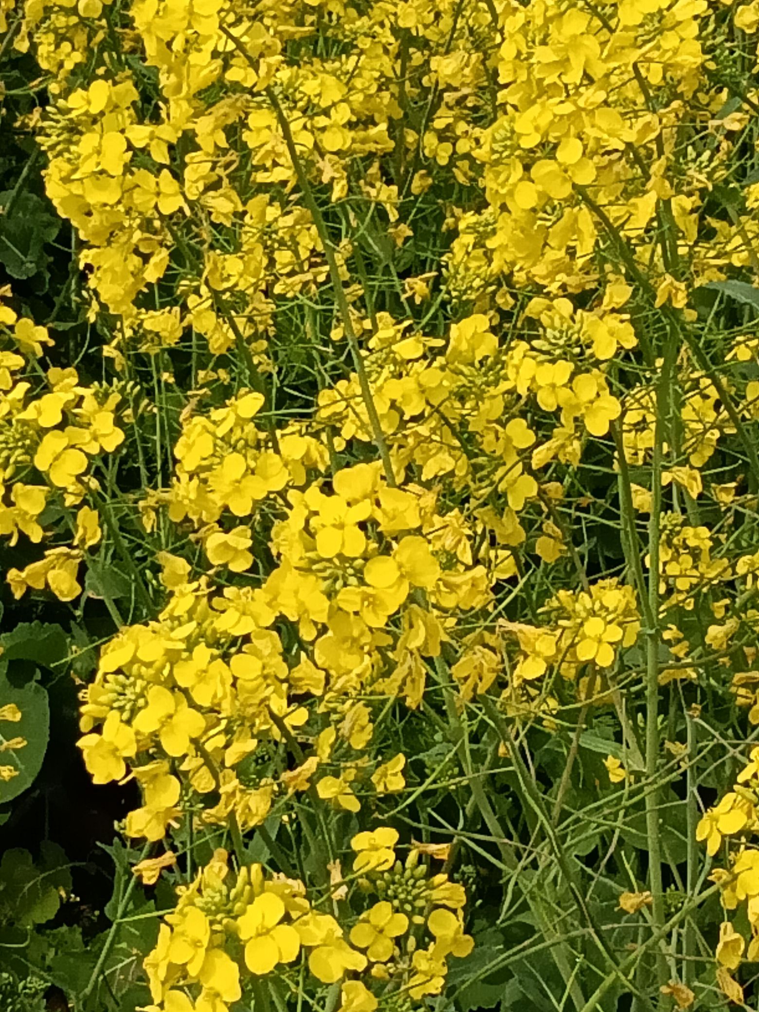 沙门油菜花旅行图片 2