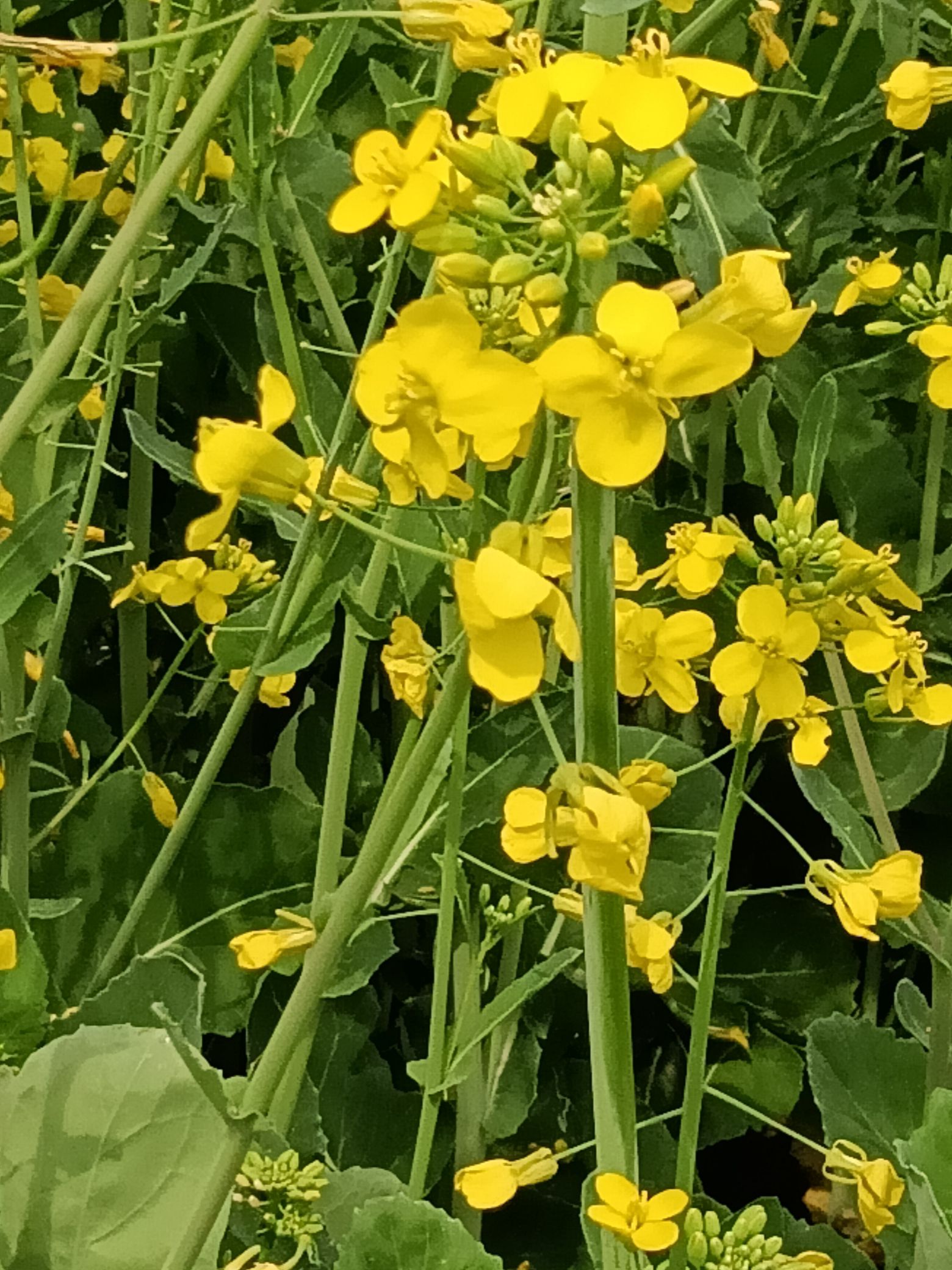沙门油菜花旅行图片 3