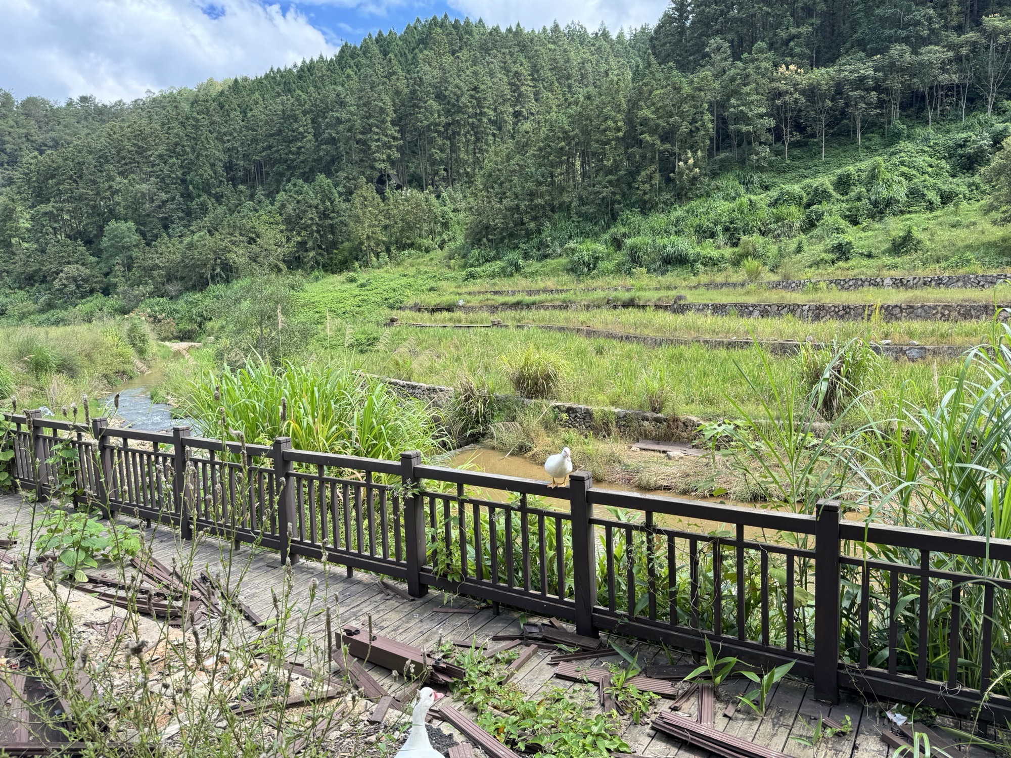 西坑湿地公园旅行图片 1