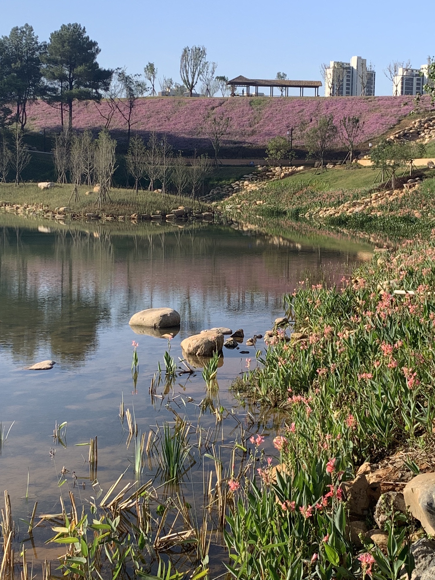 龙州湿地旅行图片 1